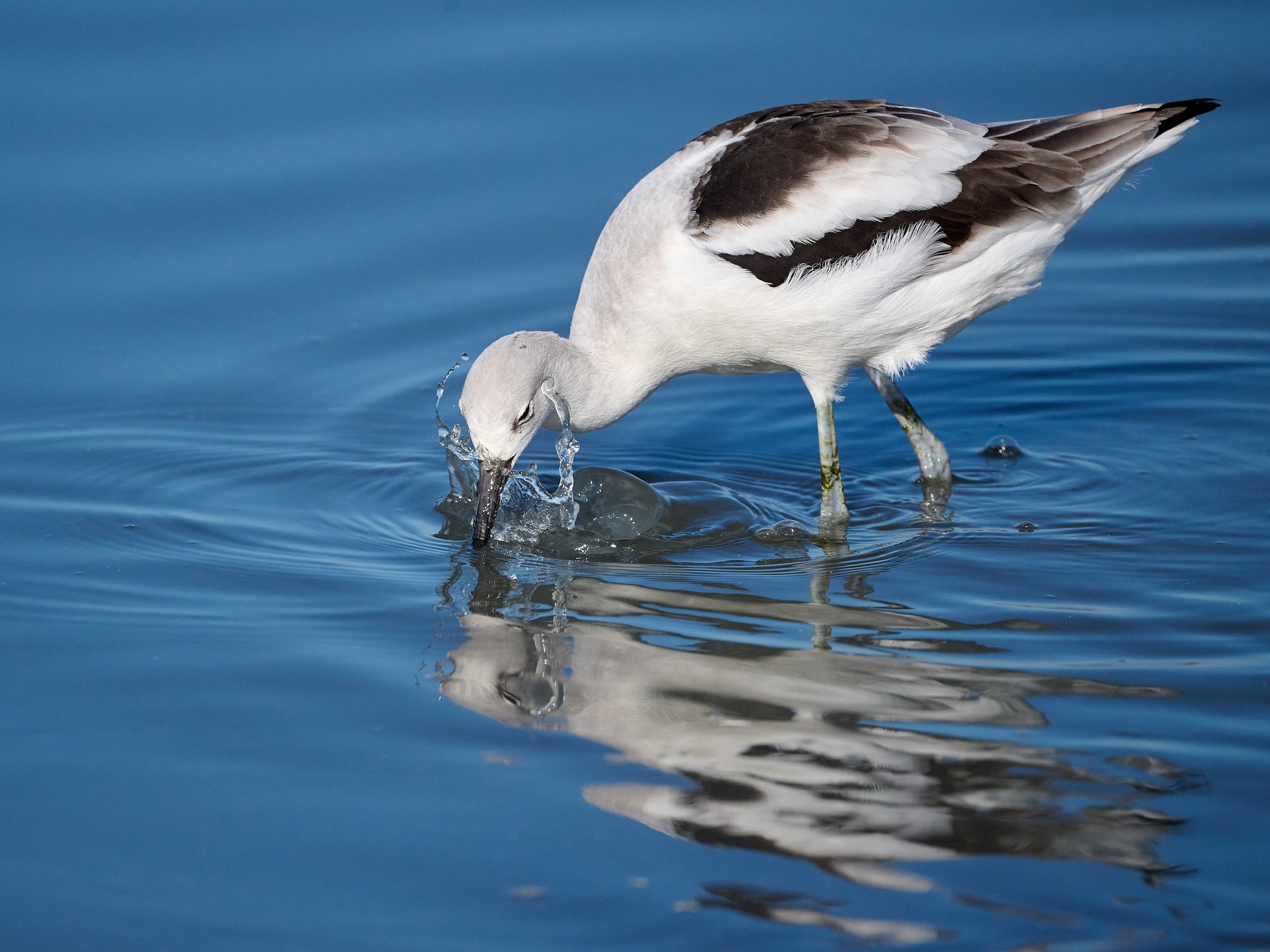 Avocet