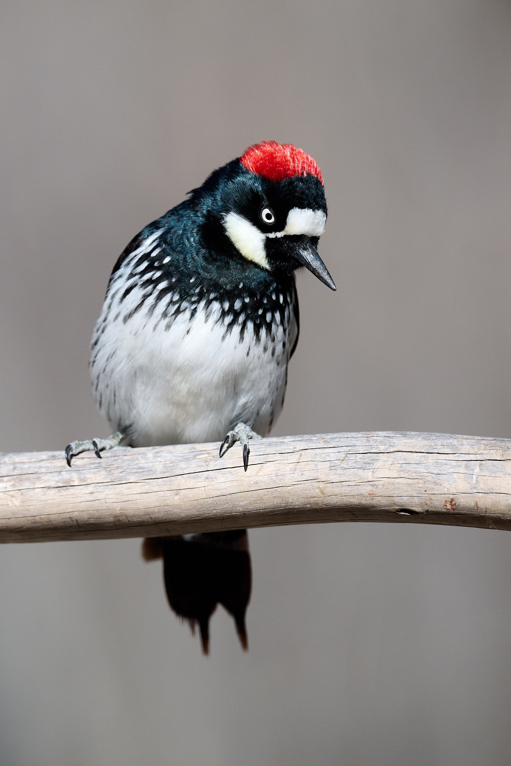 Acorn Woodpecker