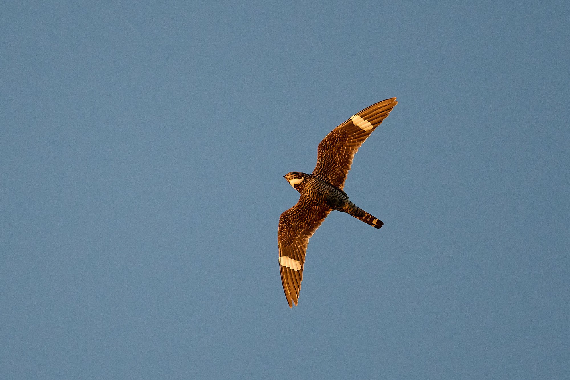 Common Nighthawk