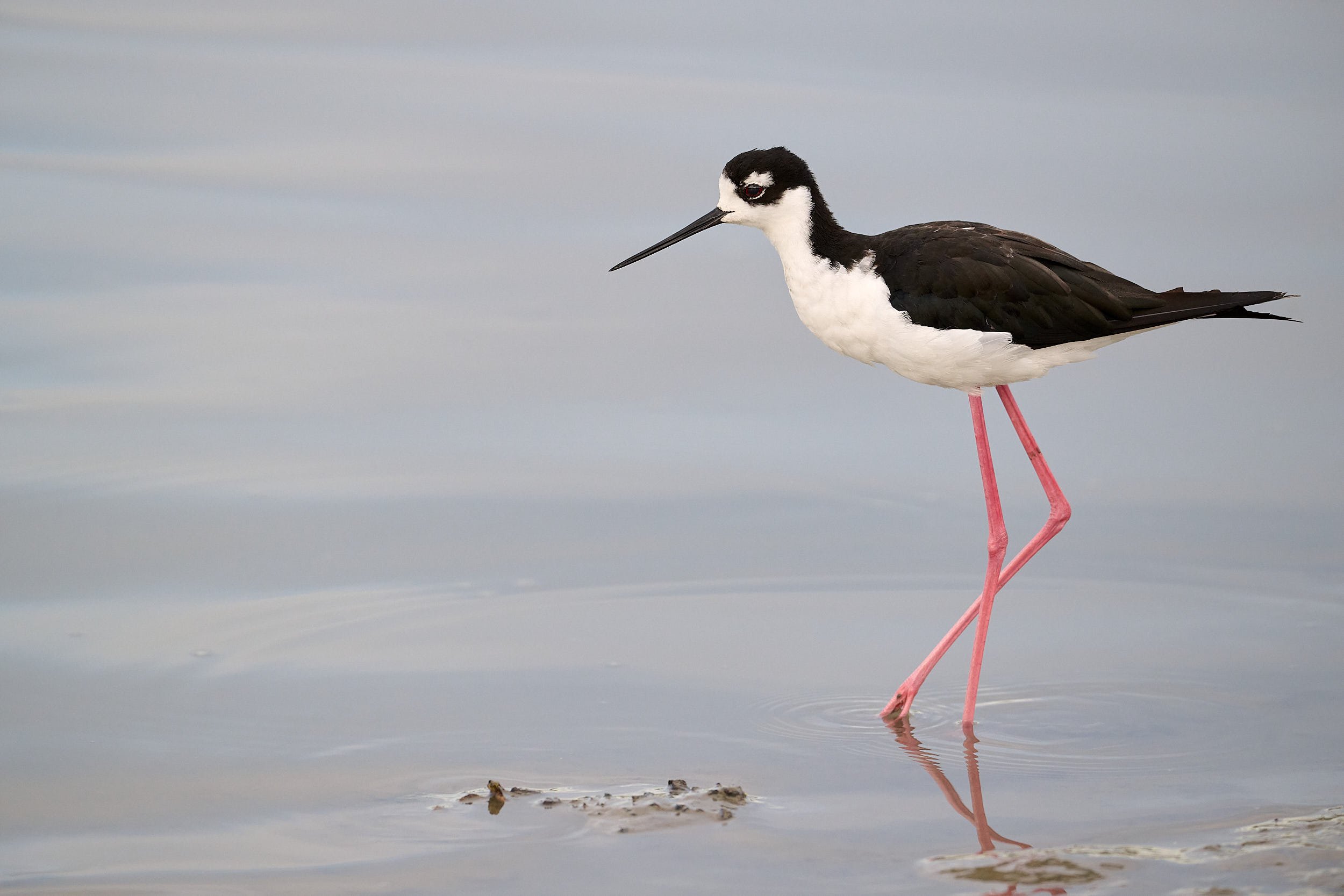Black-necked Stilt
