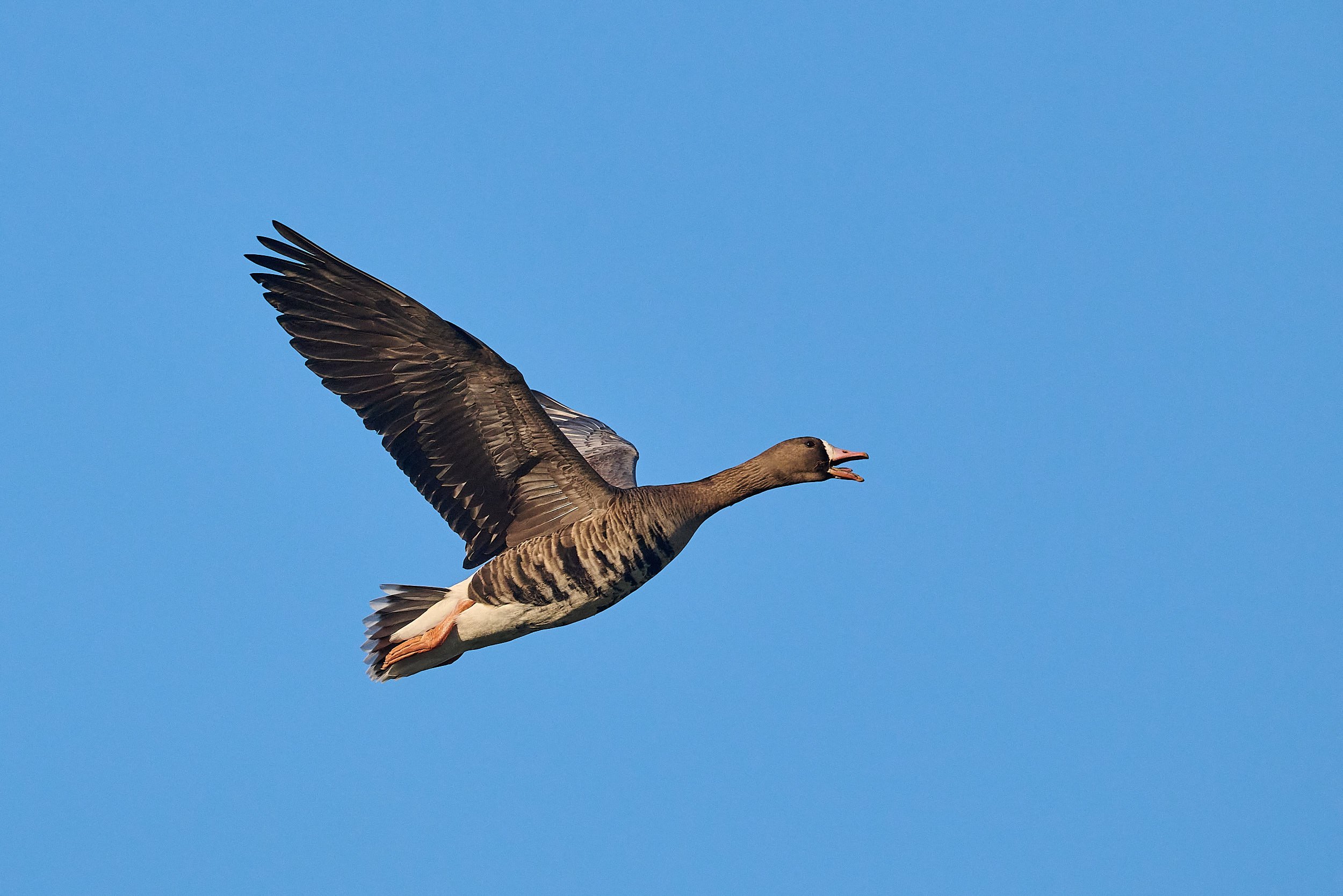 Greater White-fronted Goose