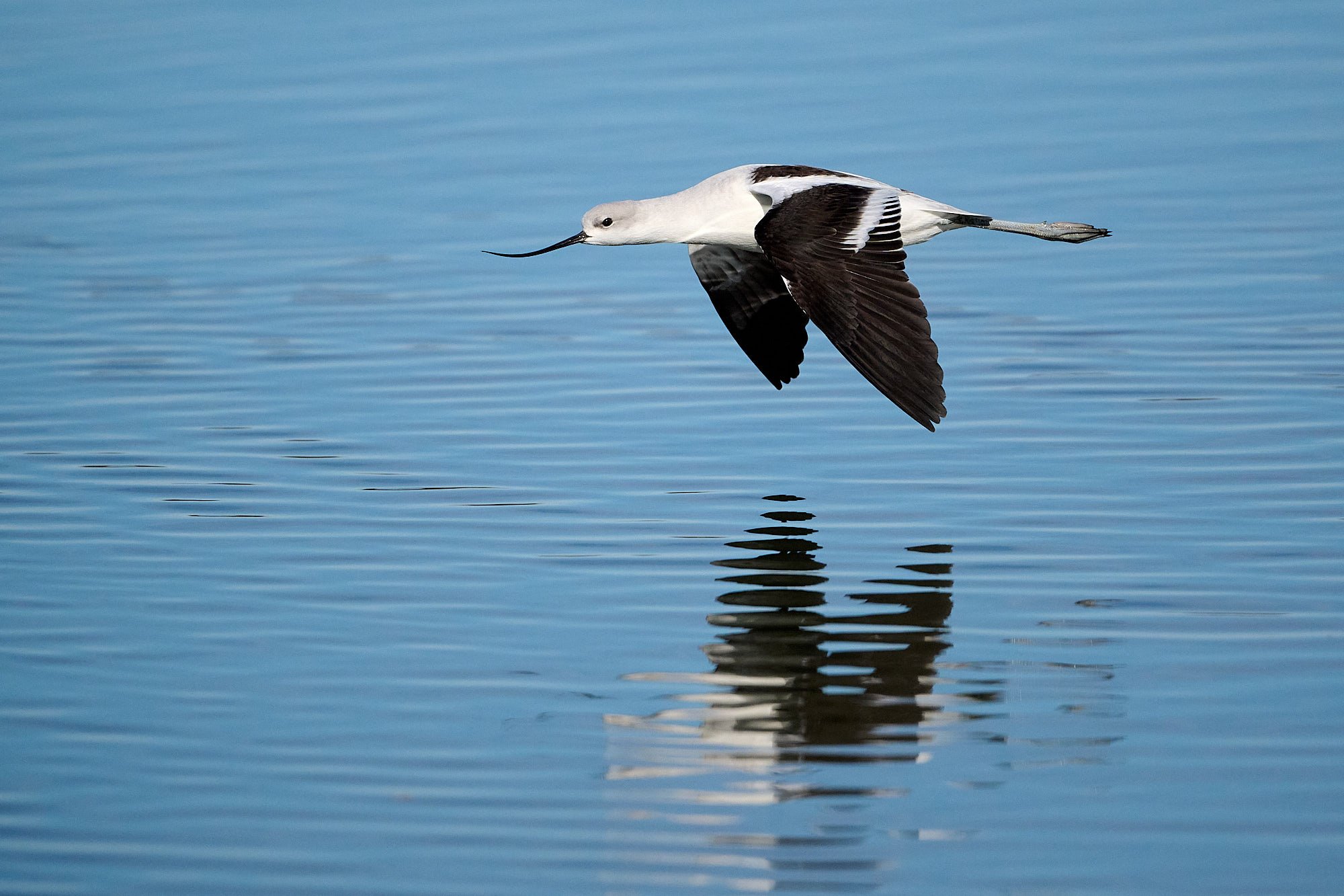 Avocet