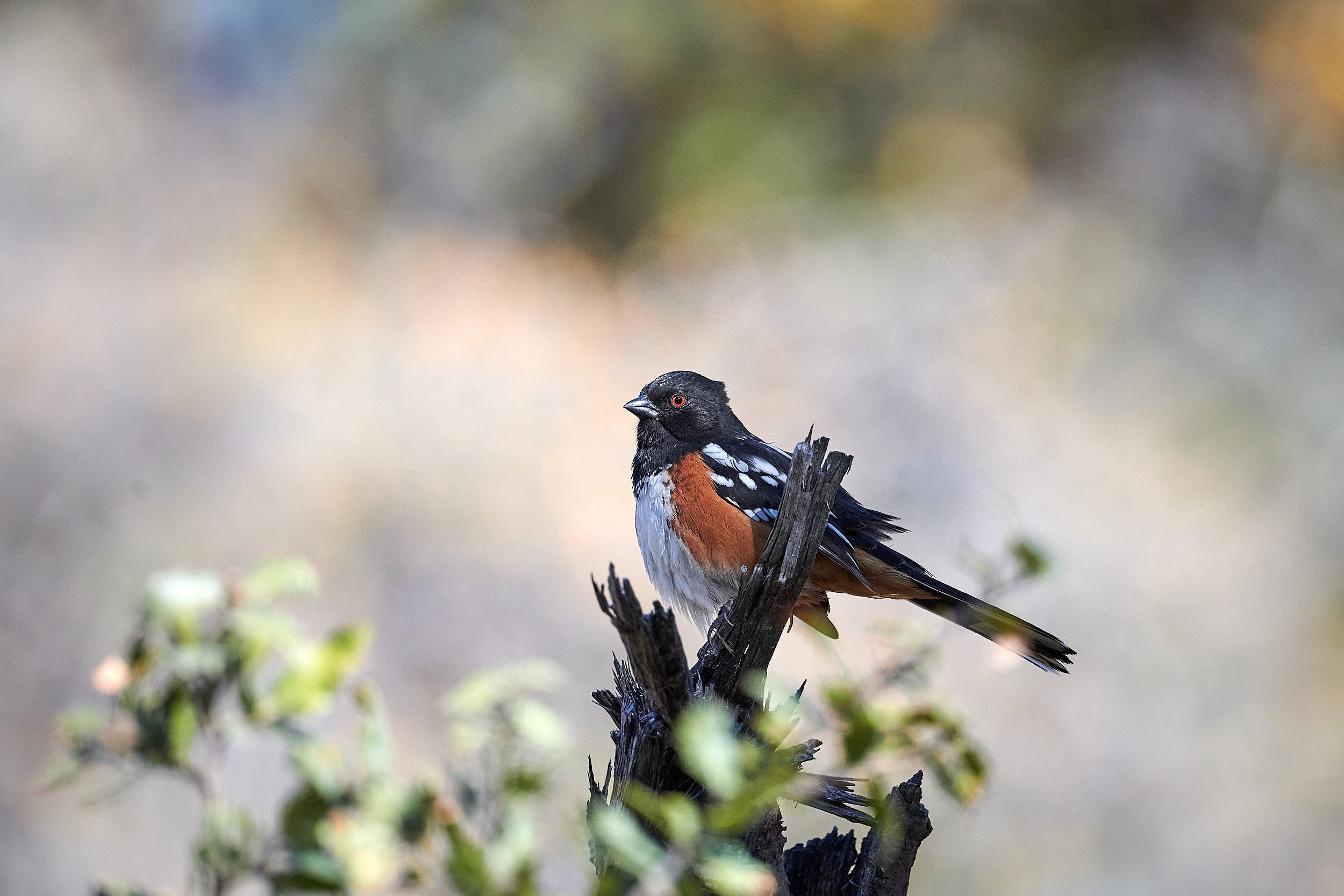 Spotted Towhee