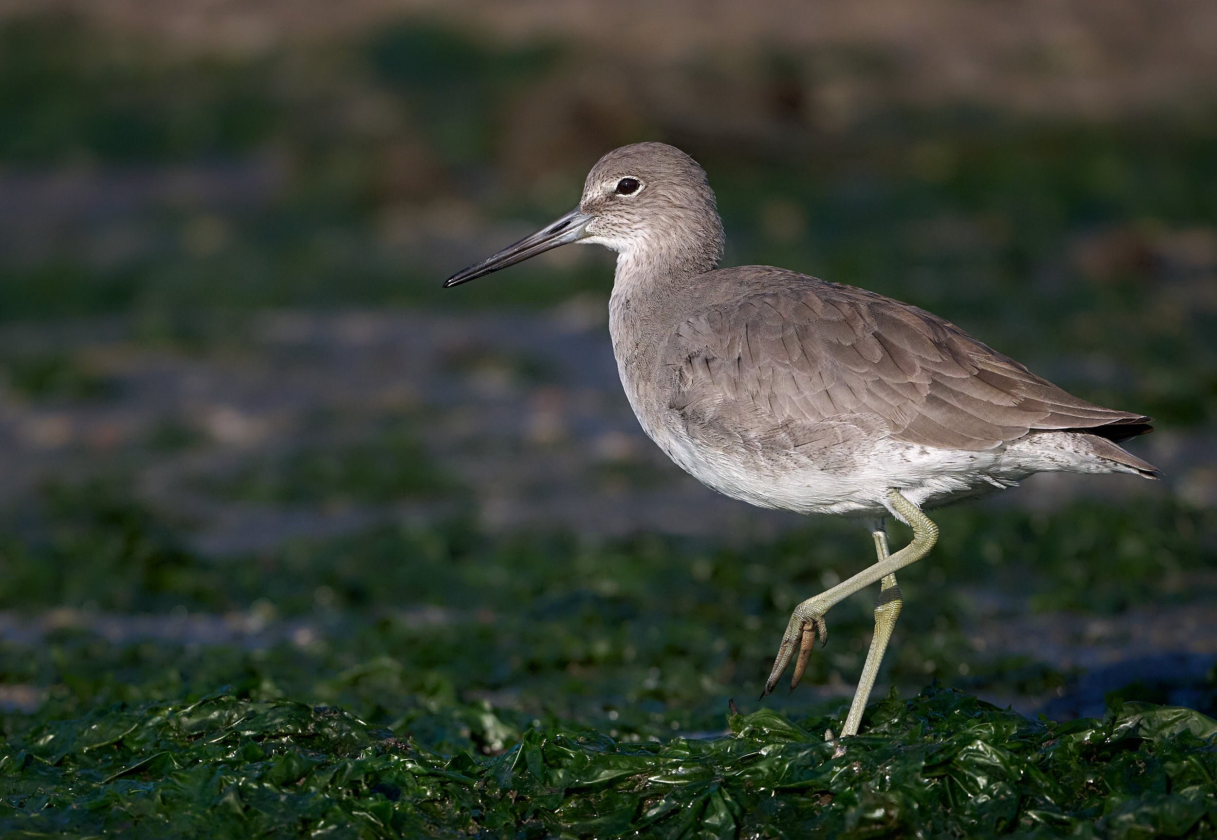 Willet