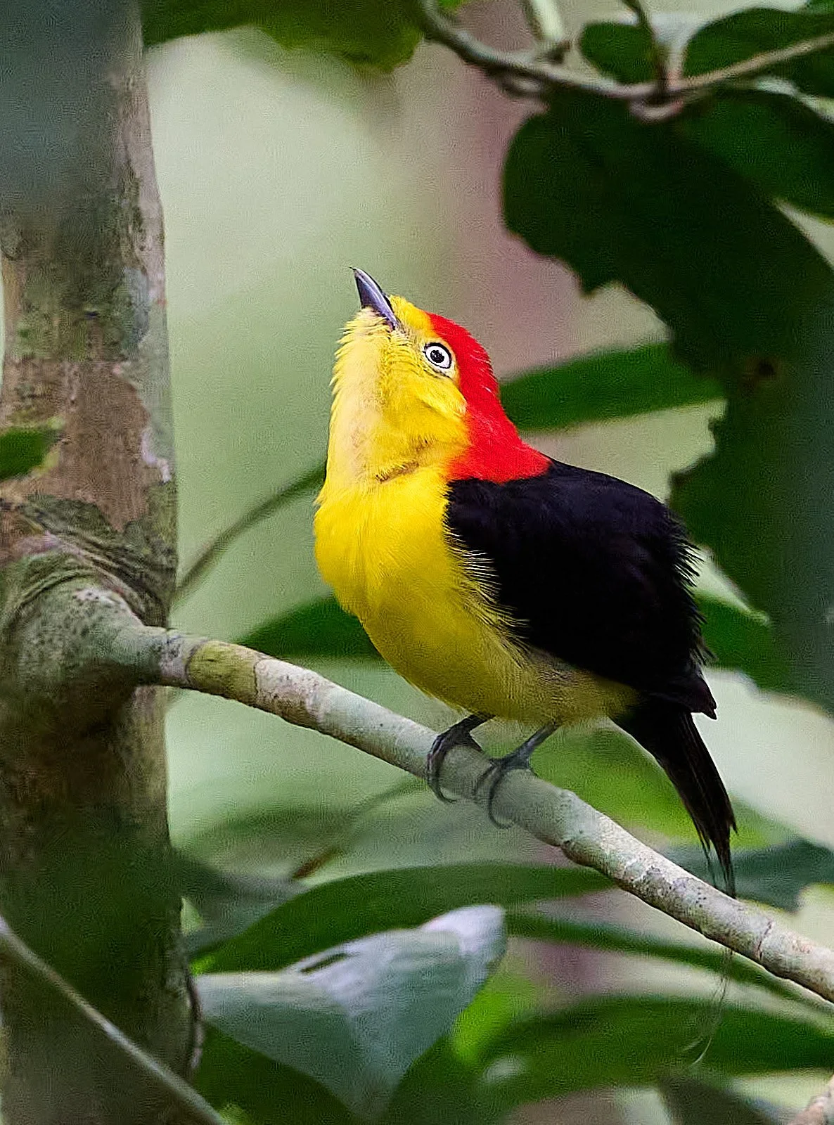 Wire-tailed Manakin