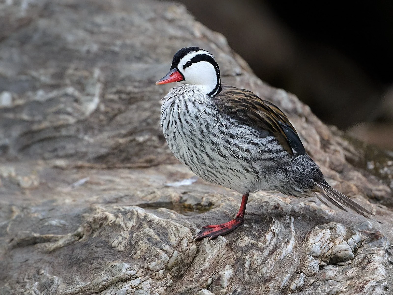 Torrent Duck, male