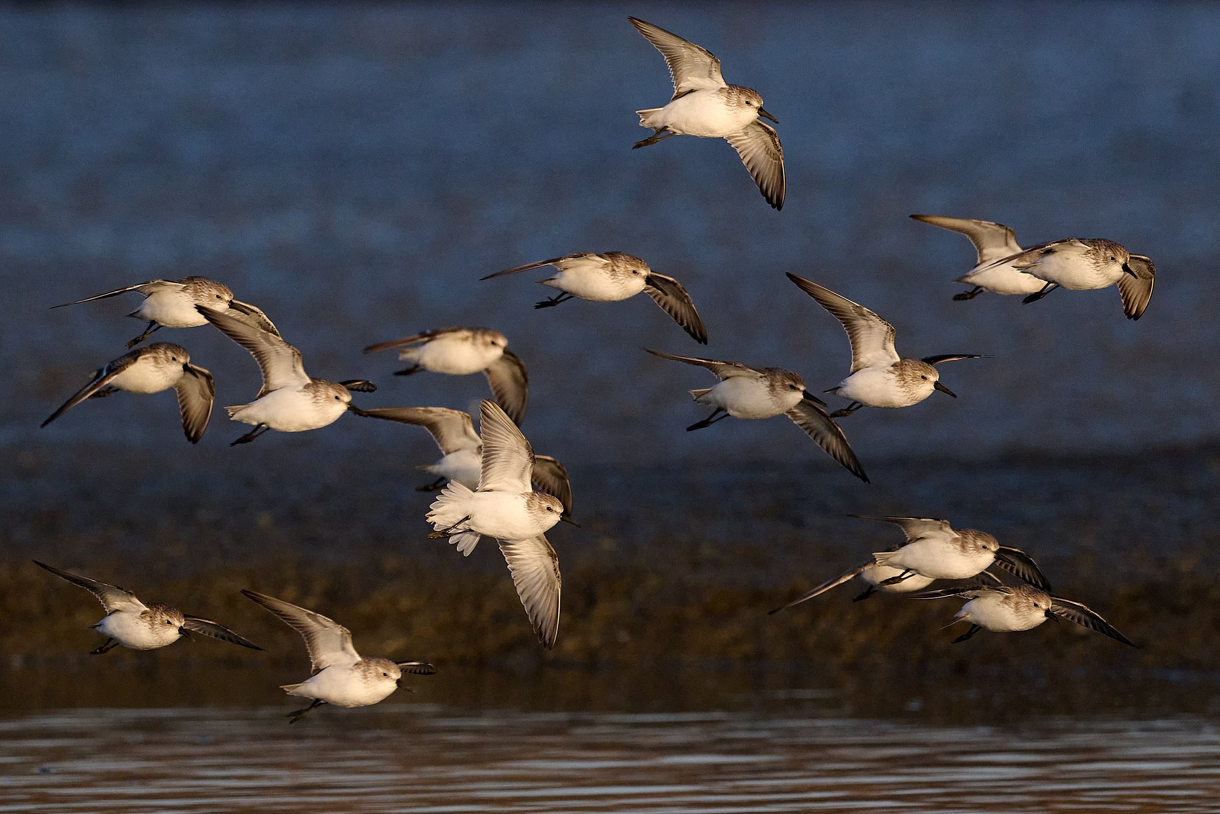 Western Sandpiper