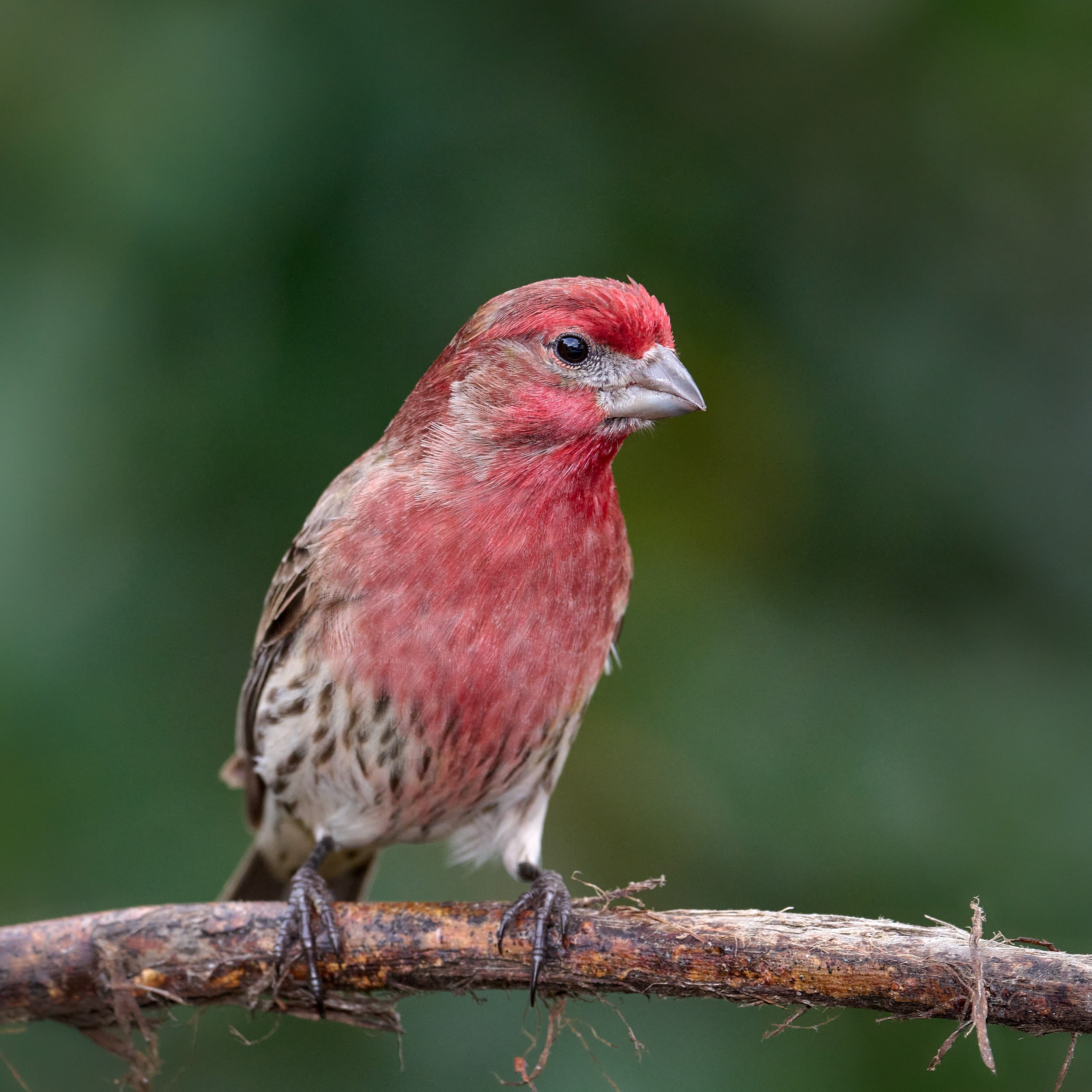House Finch