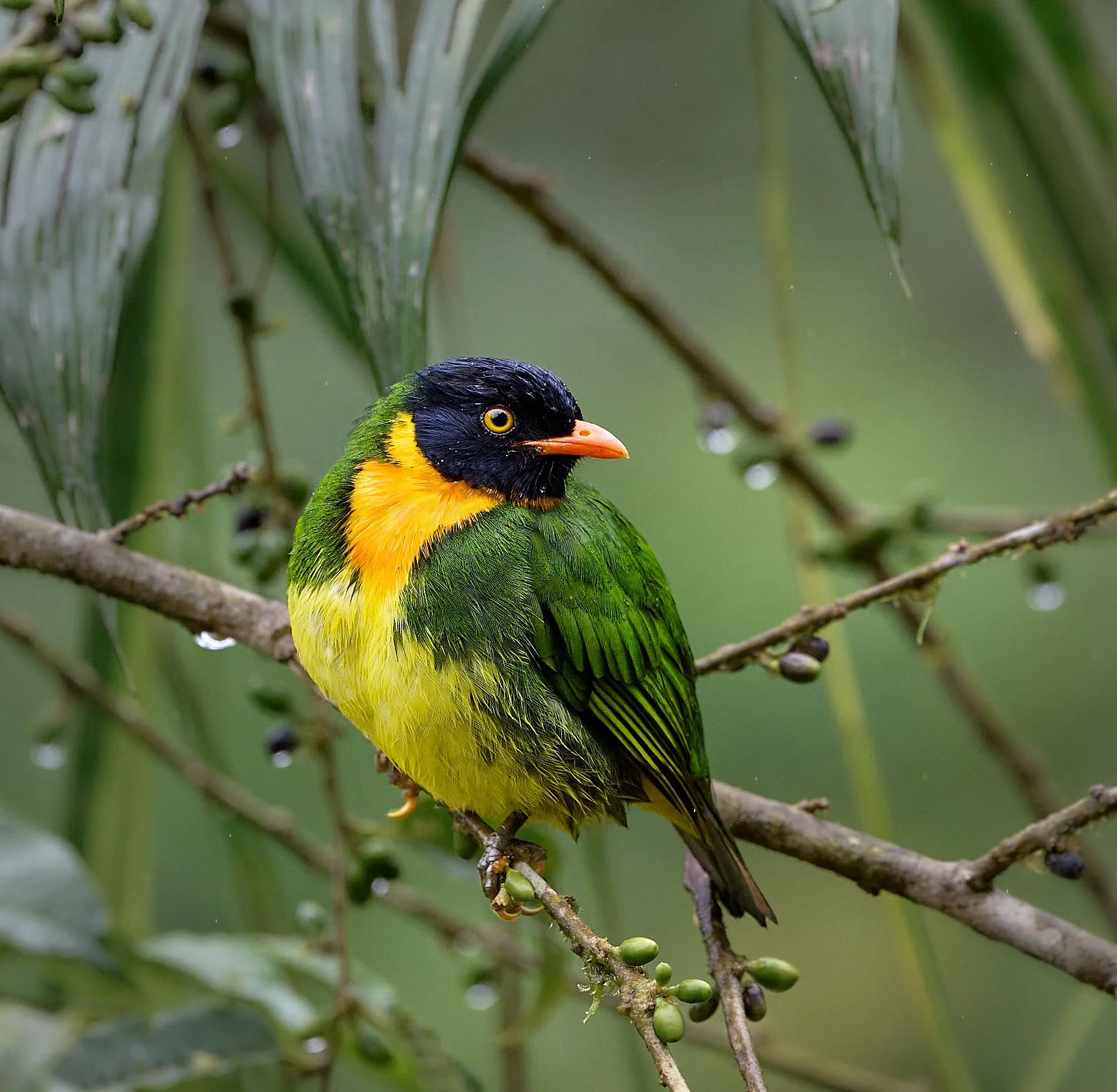 Orange-breasted Fruiteater, male