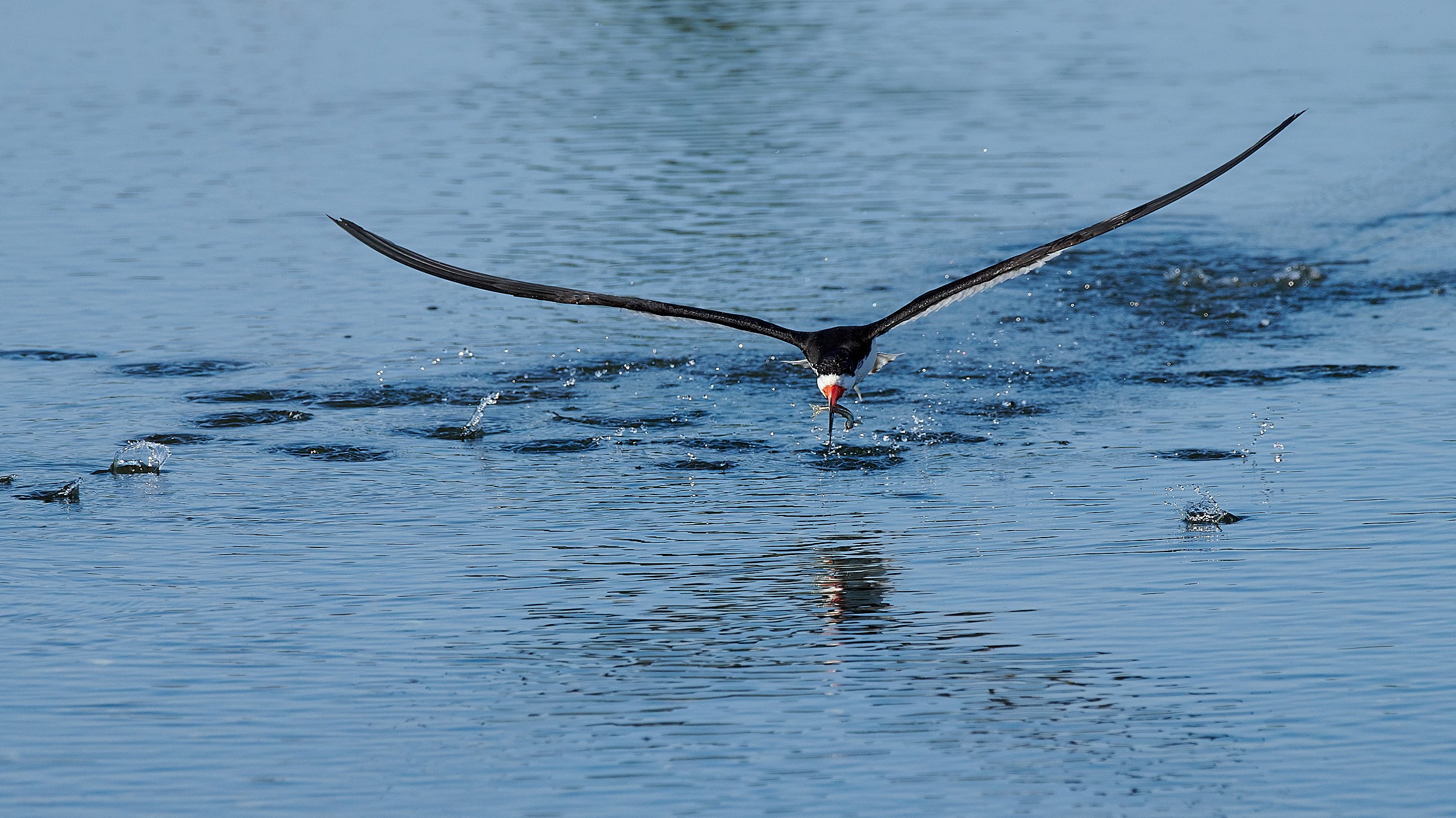 Black Skimmer