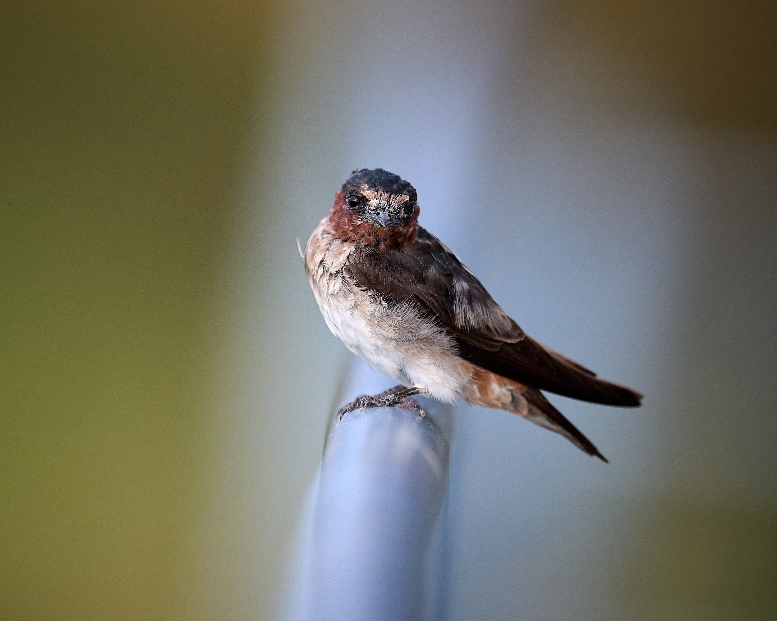 Cliff Swallow