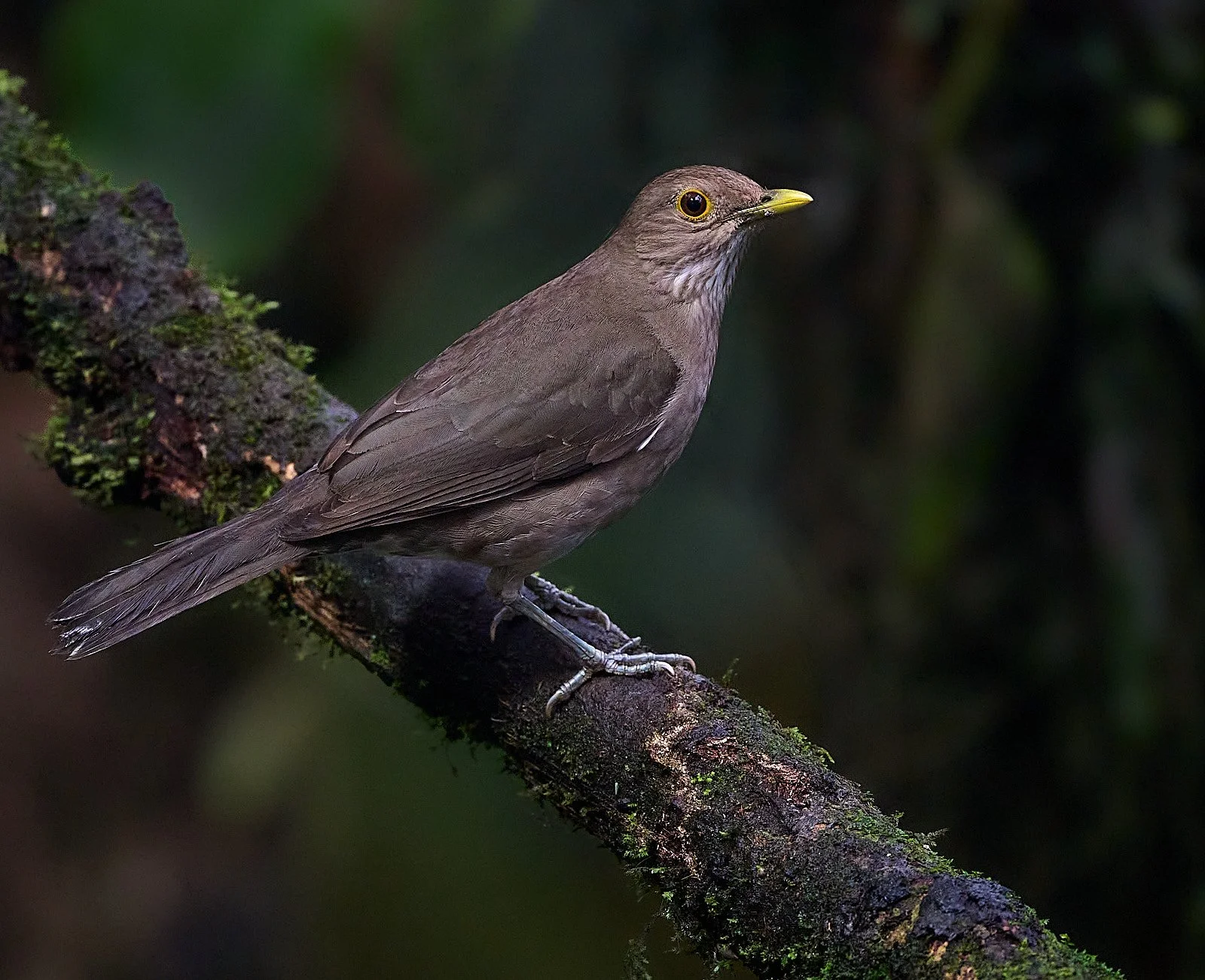 Ecuadorian Thrush