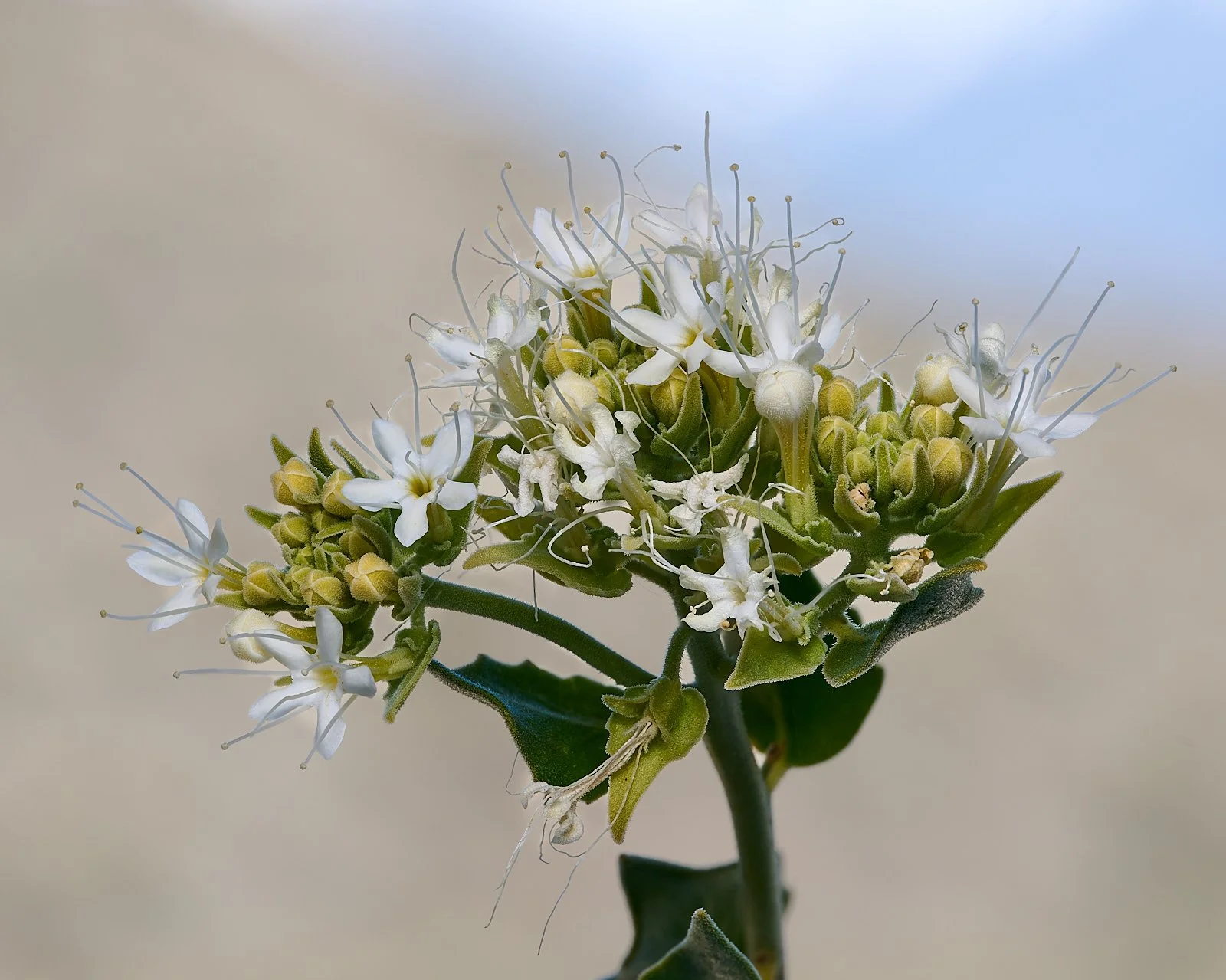 Sandpaper plant