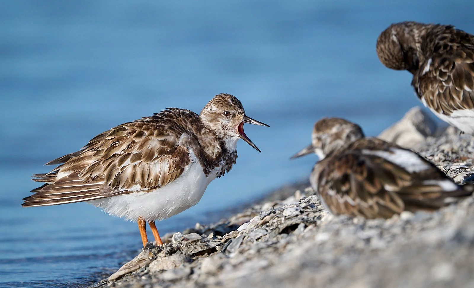Ruddy Turnstone
