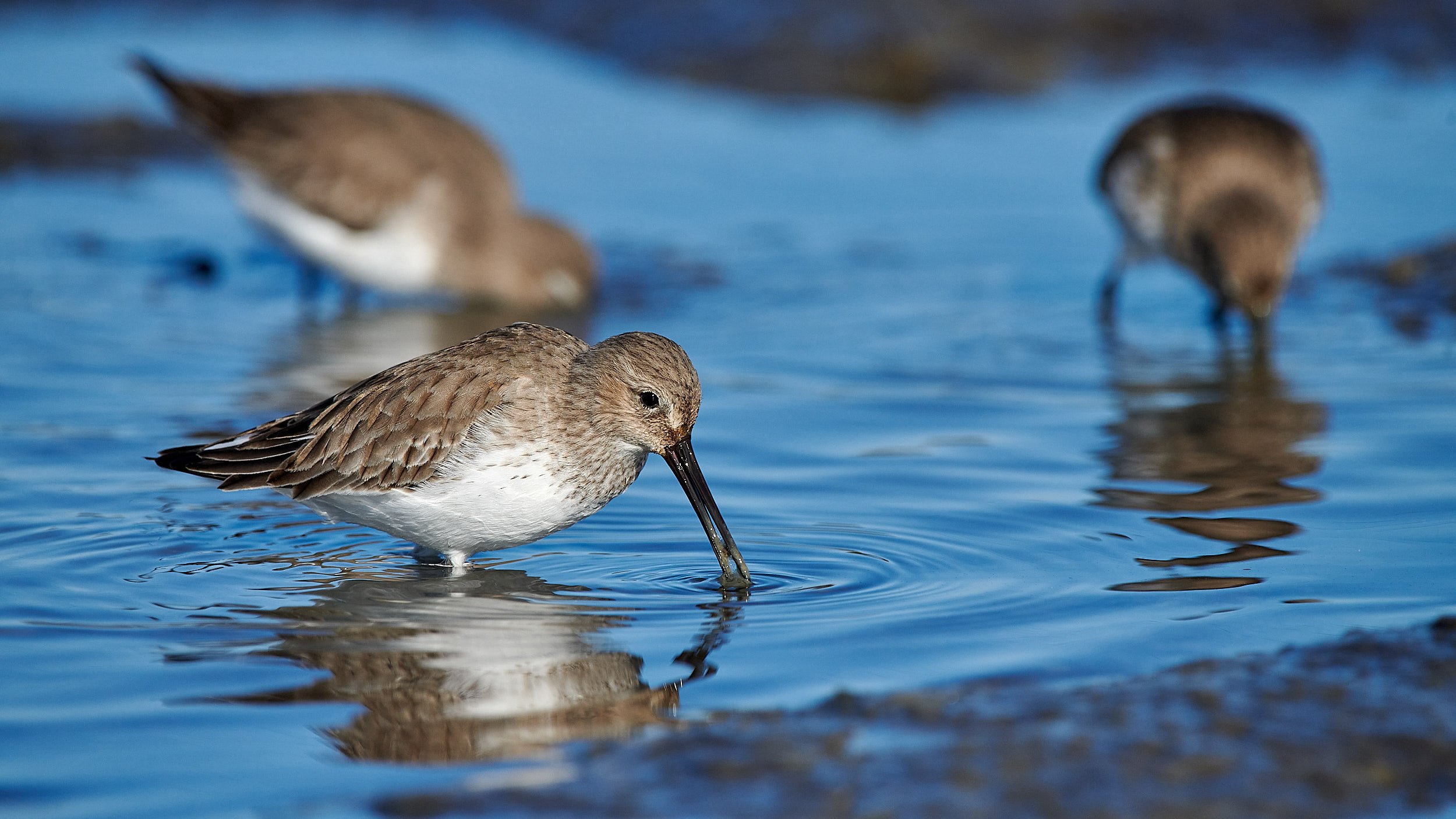 Western Sandpiper