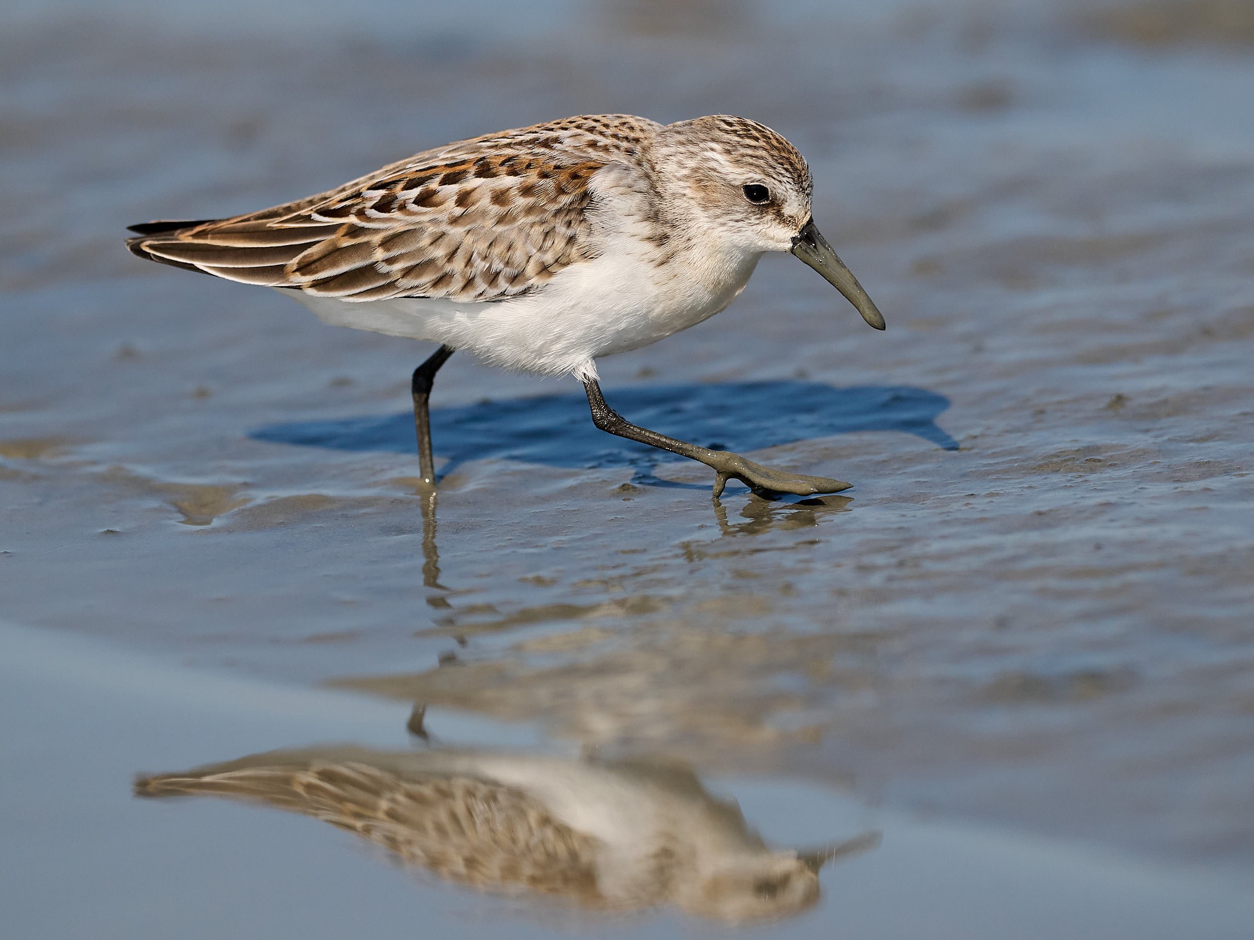 Western Sandpiper