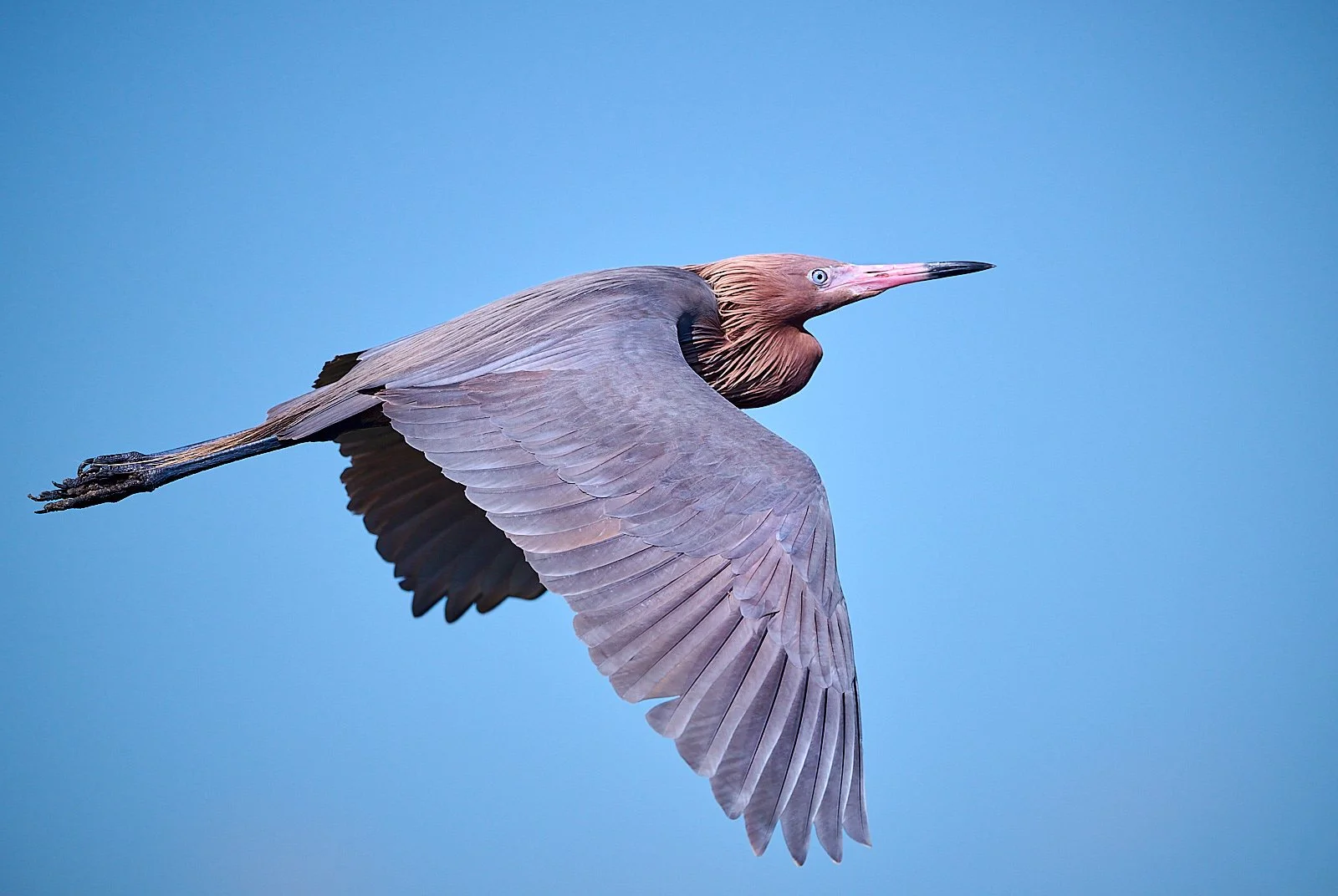Reddish Egret