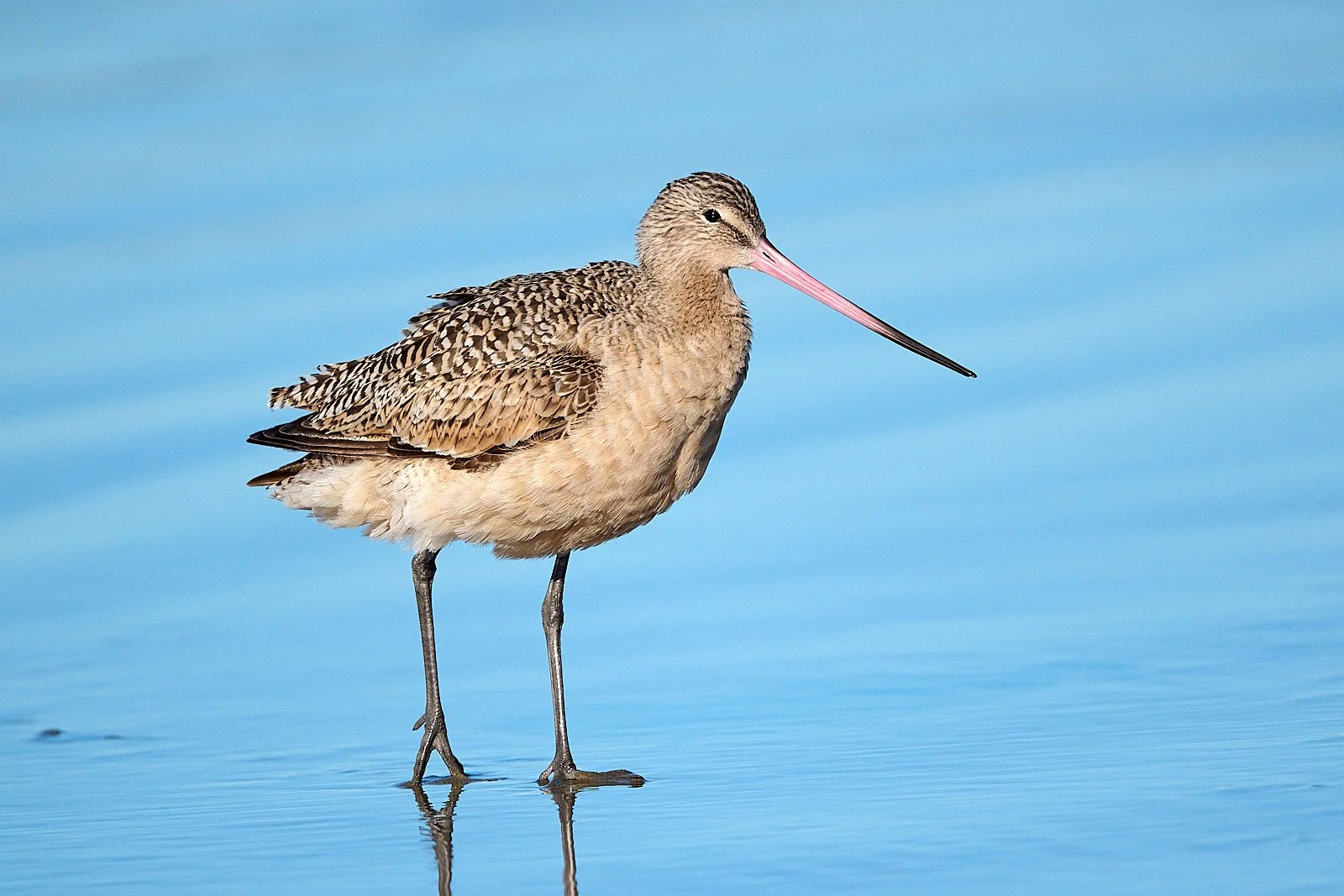 Marbled Godwit