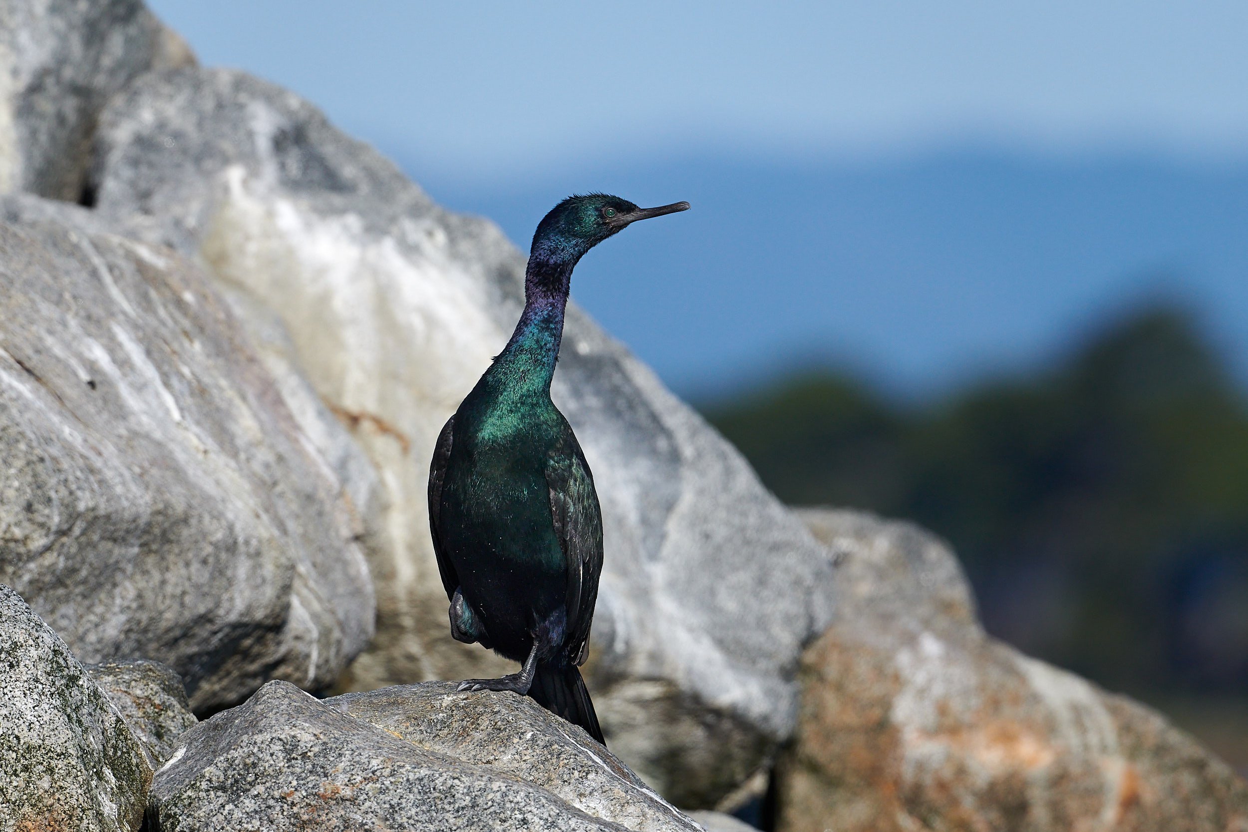 Pelagic Cormorant