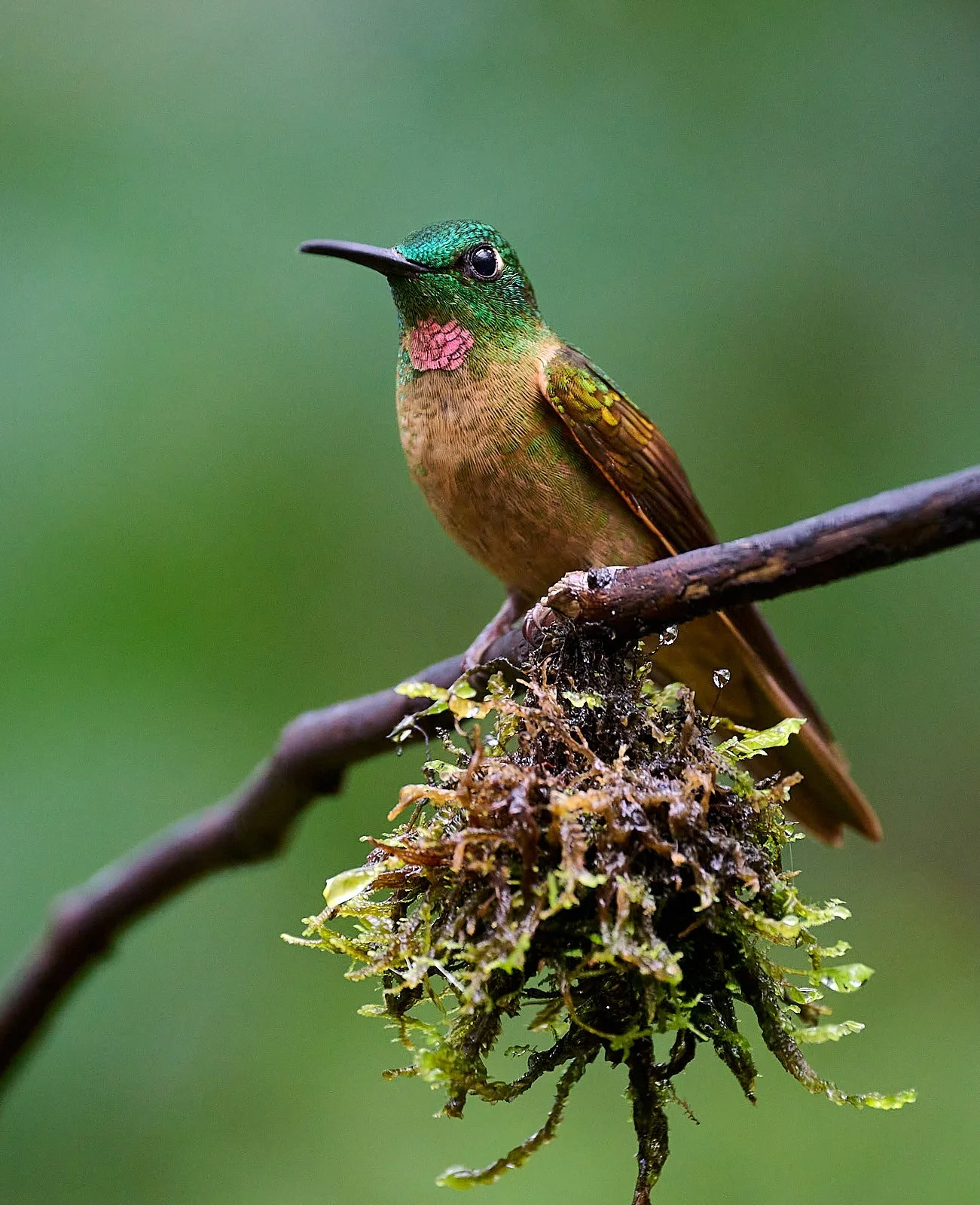 Fawn-breasted Brilliant