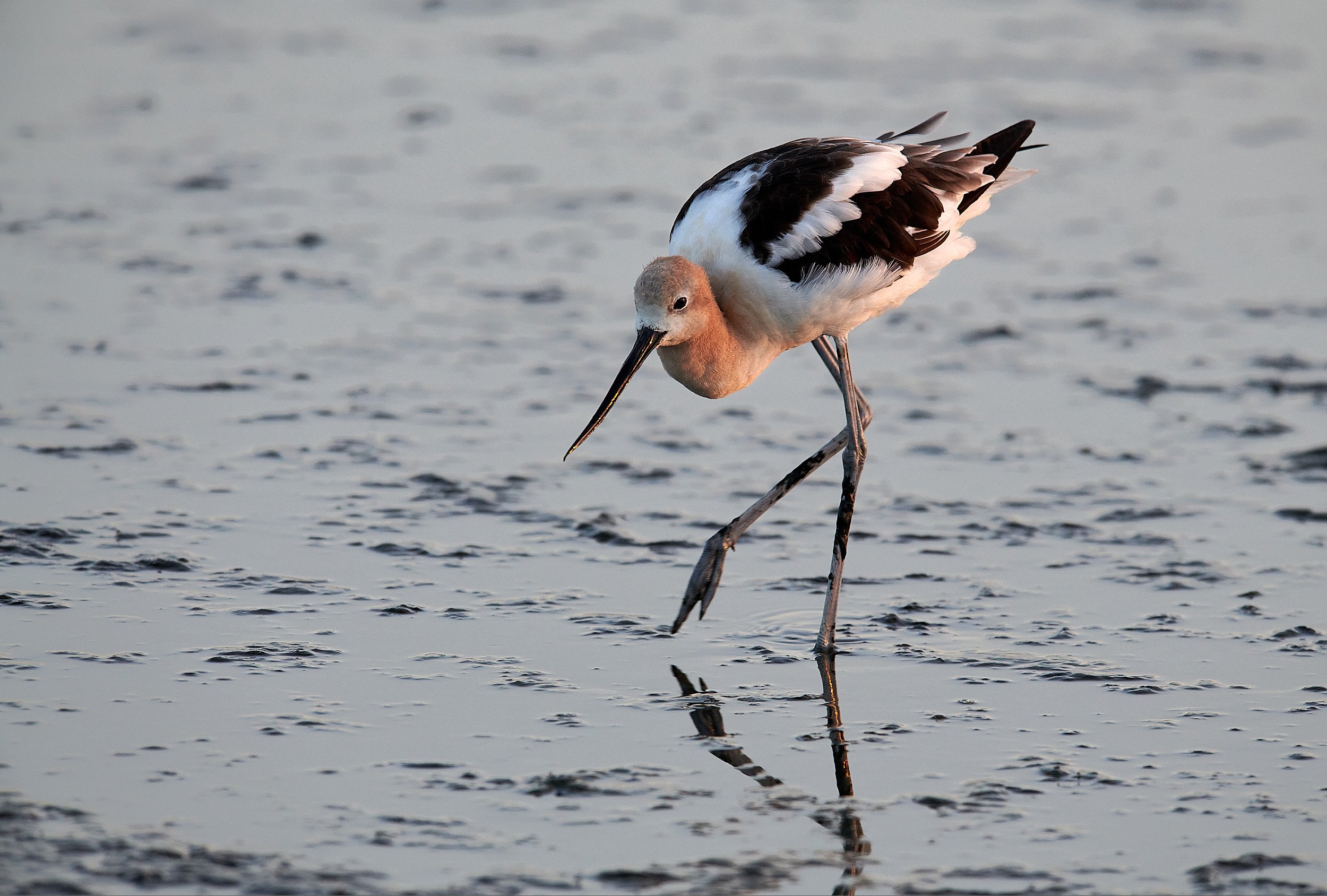 Avocet