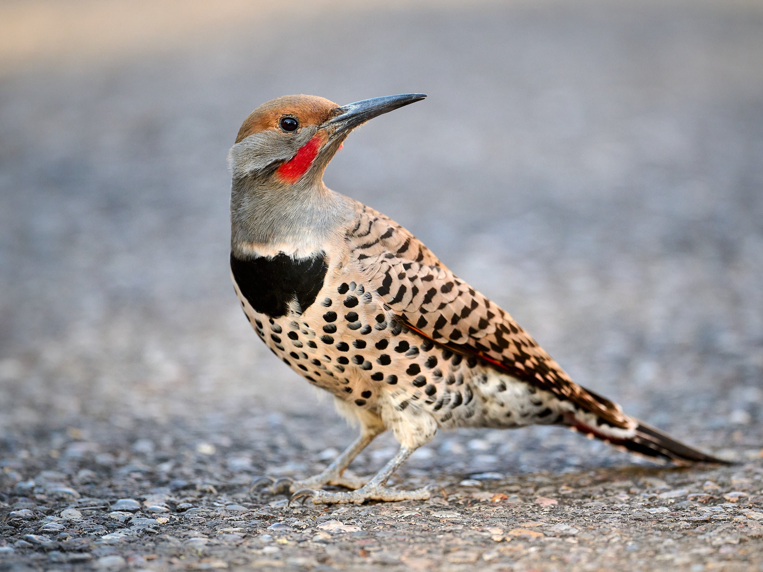 Northern Flicker