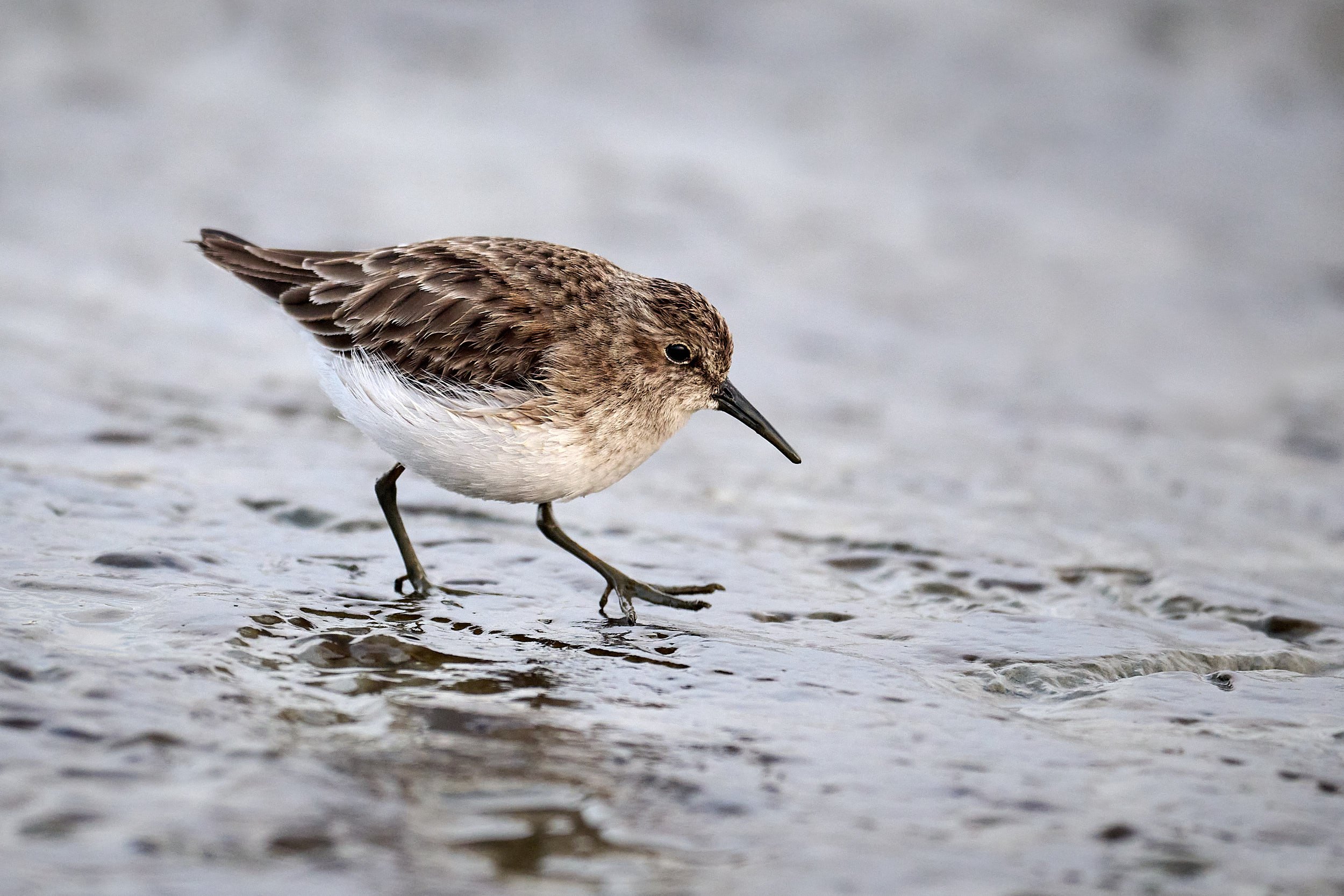 Western Sandpiper