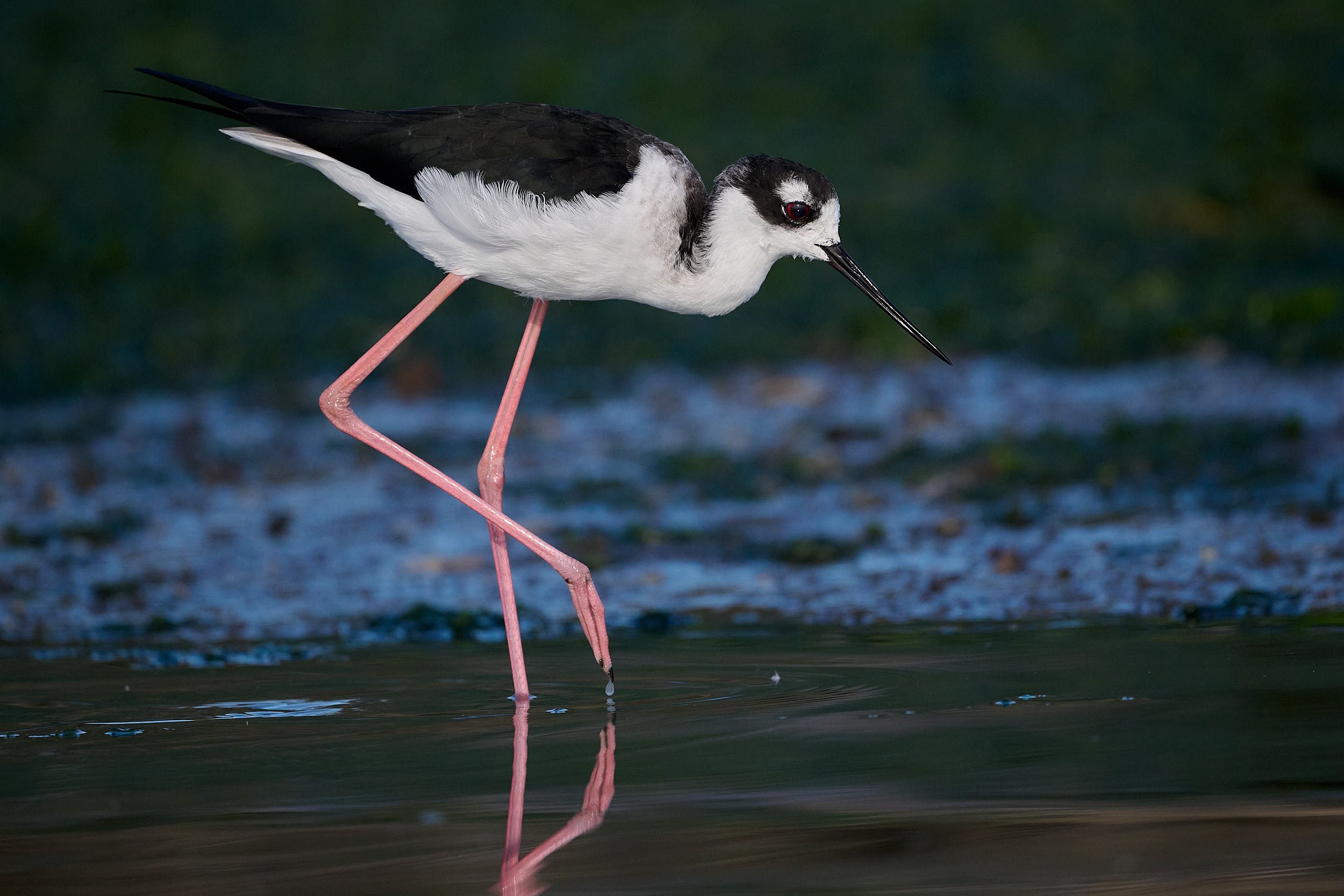 Black-necked Stilt