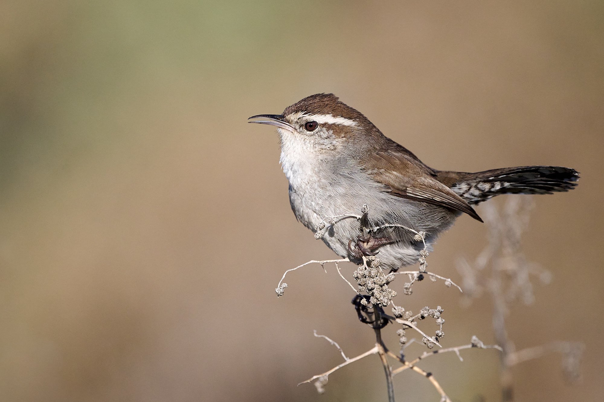 Bewick's Wren