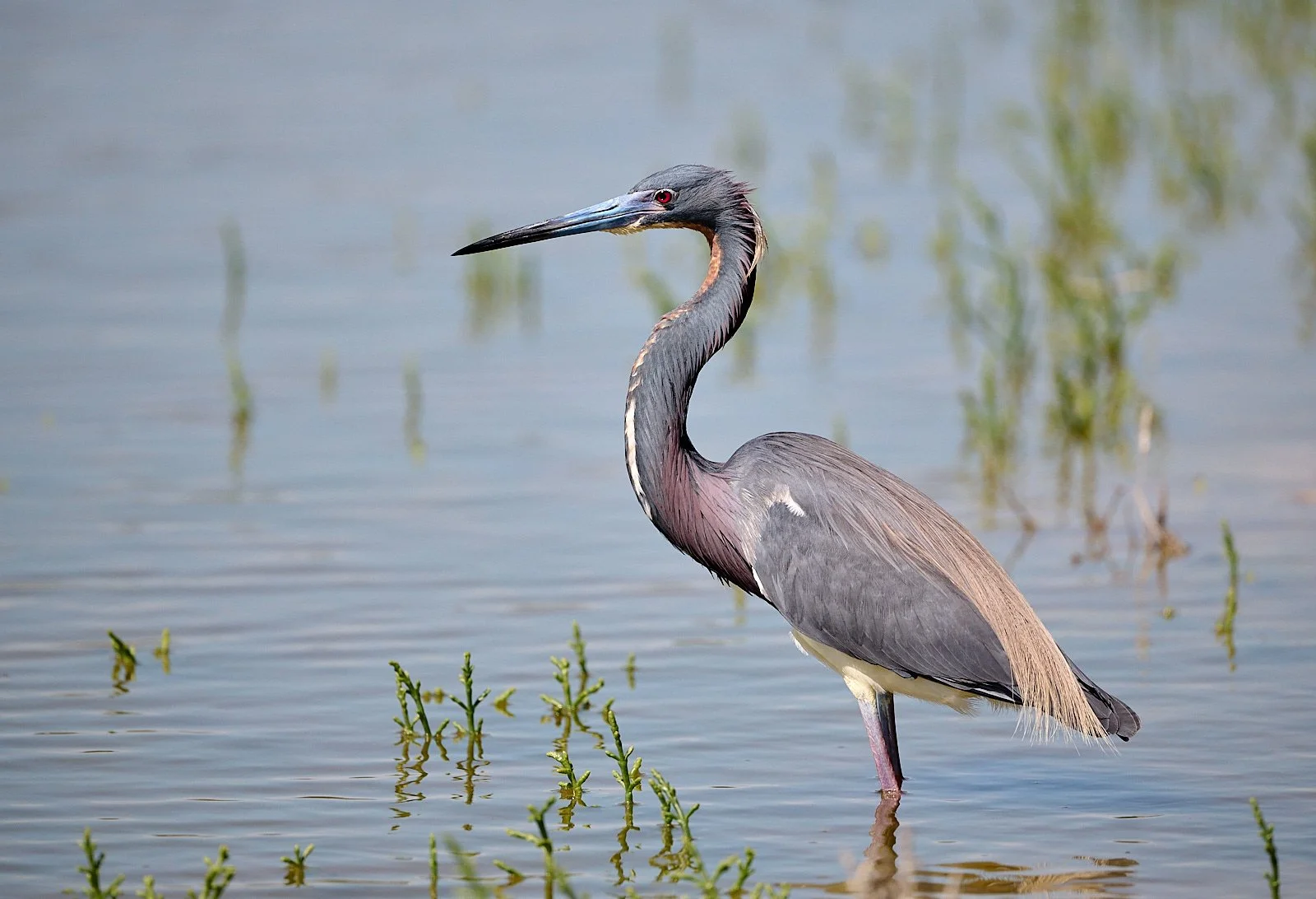 Tricolored Heron