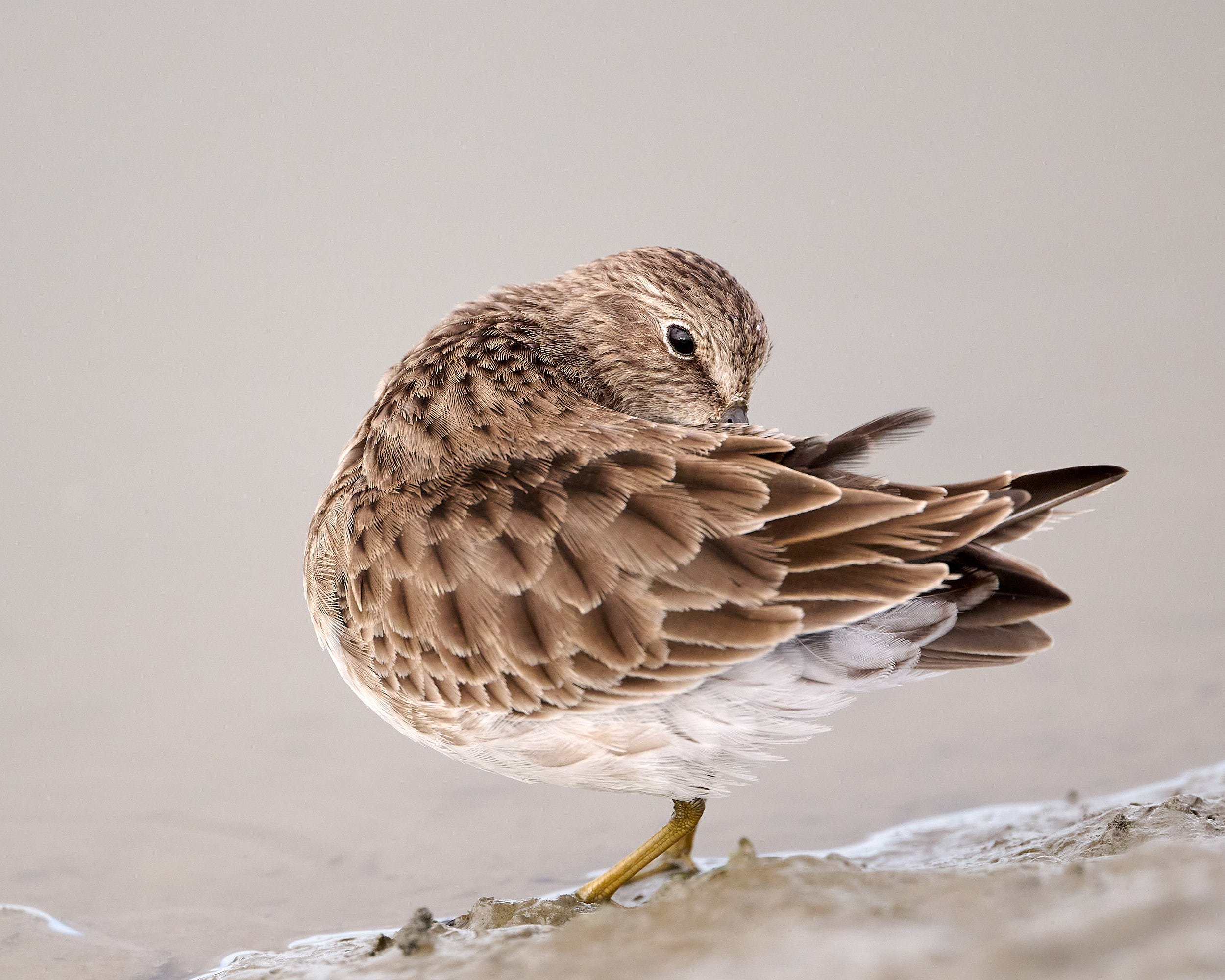 Least Sandpiper