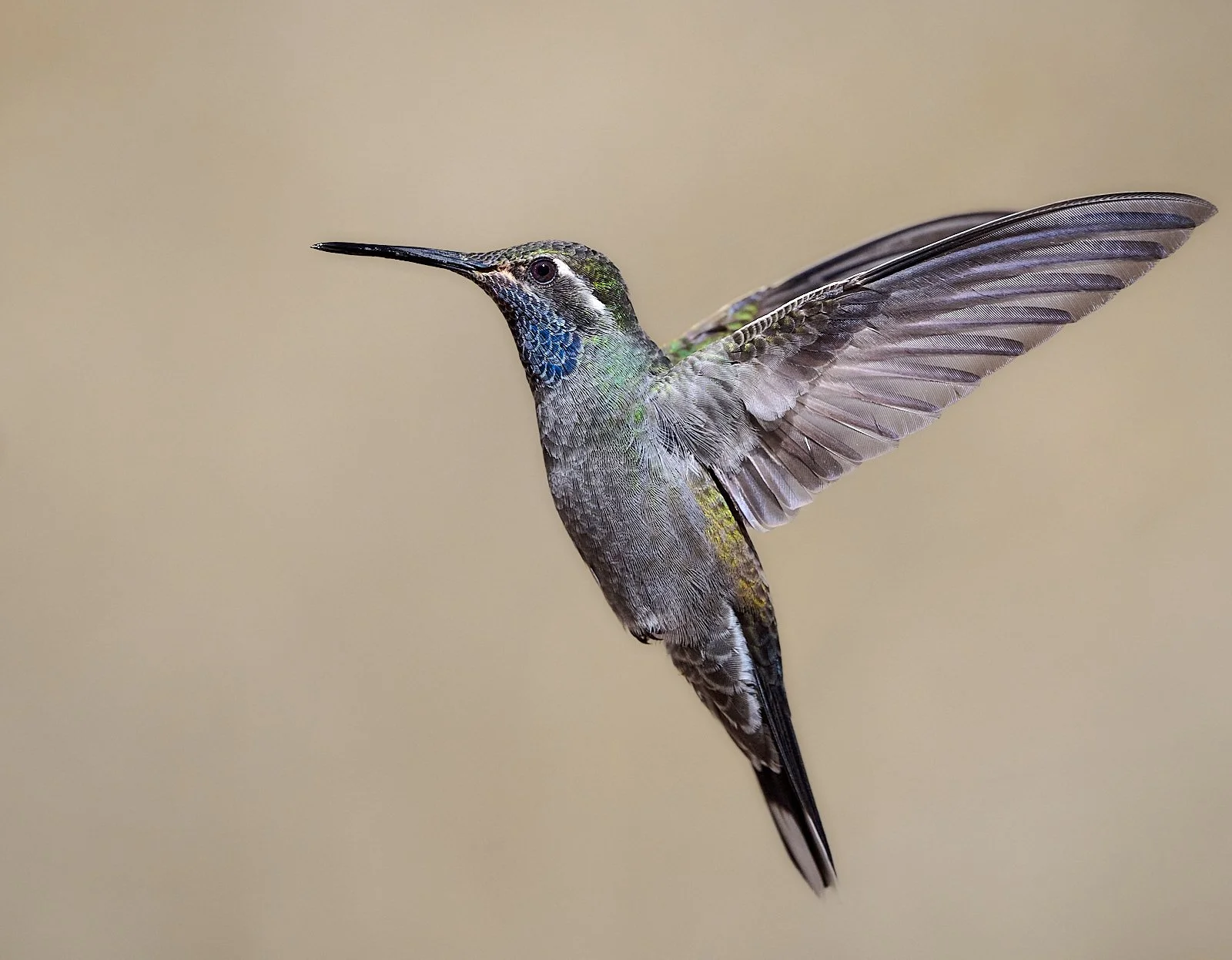 Blue-throated Mountain-gem