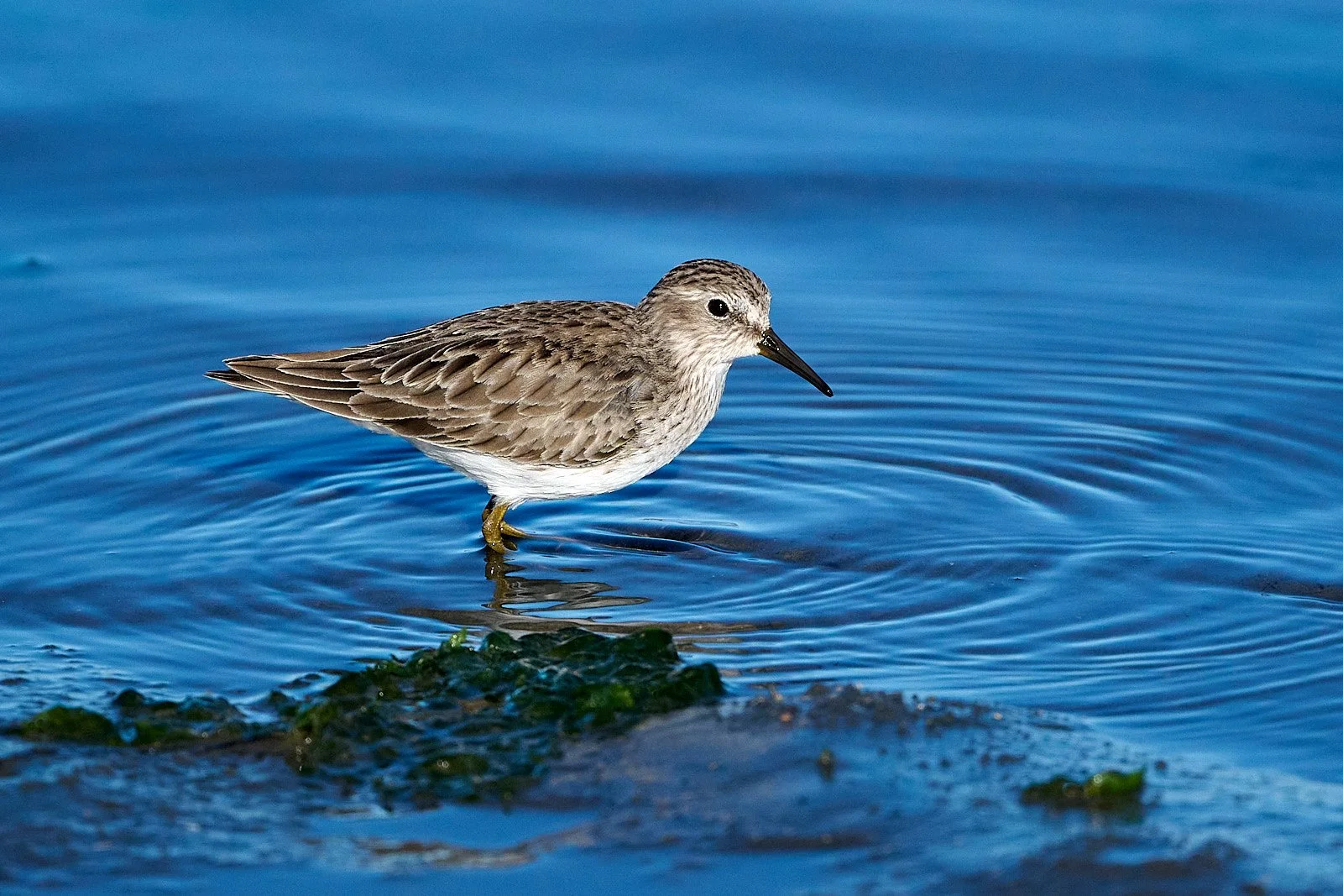 Least Sandpiper
