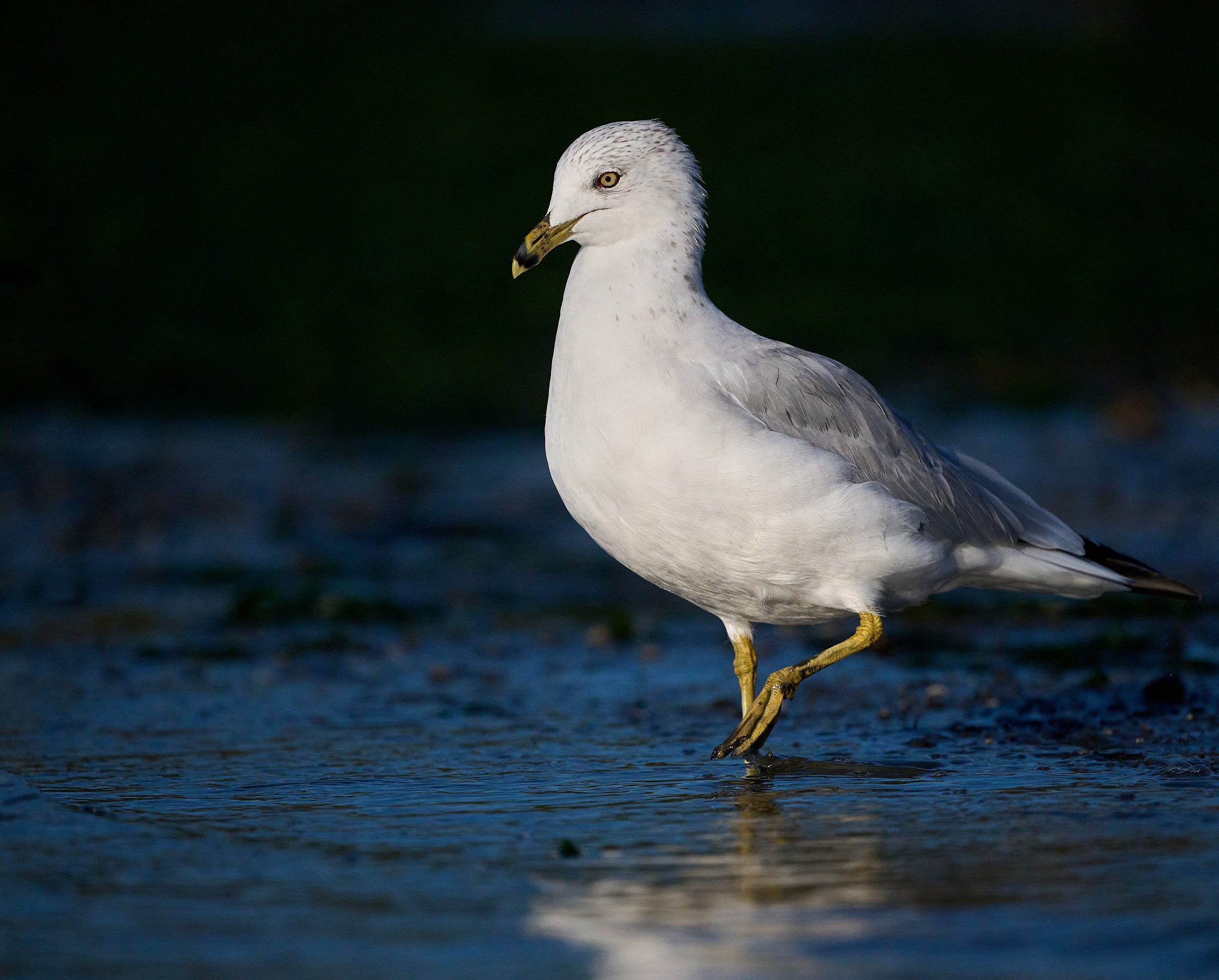 Ringed-billed Gull