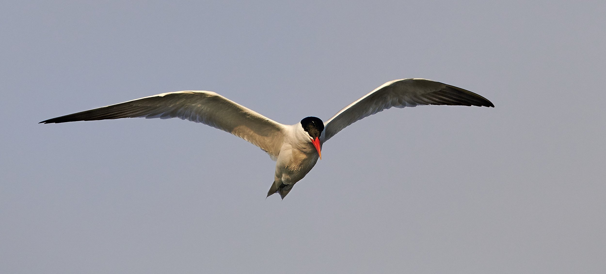 Caspian Tern