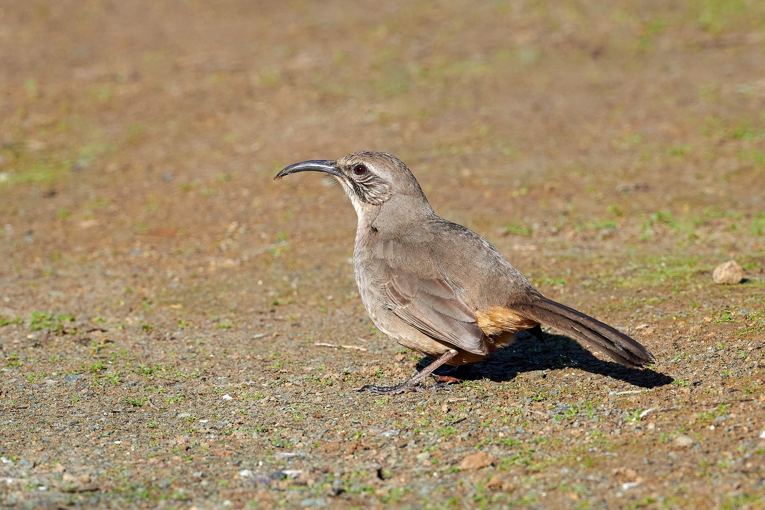 California Thrasher
