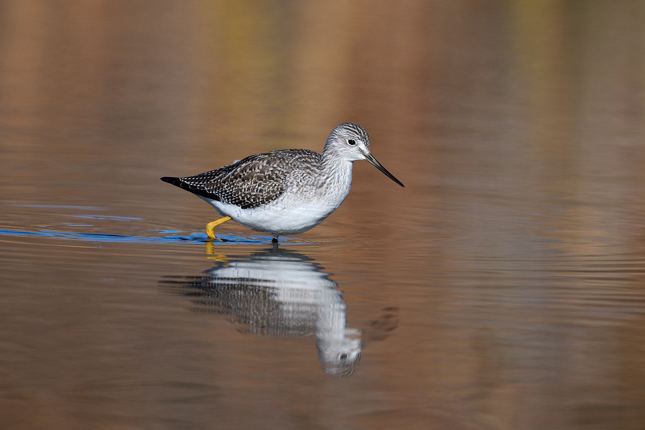 Lesser Yellowlegs