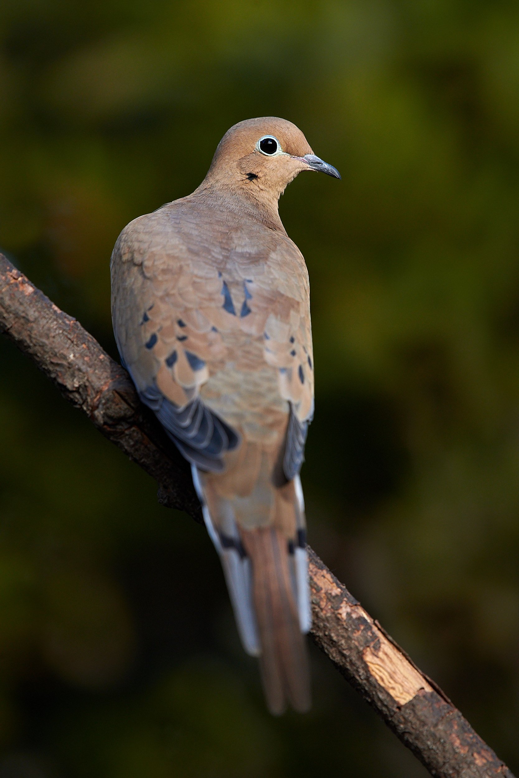Mourning Dove