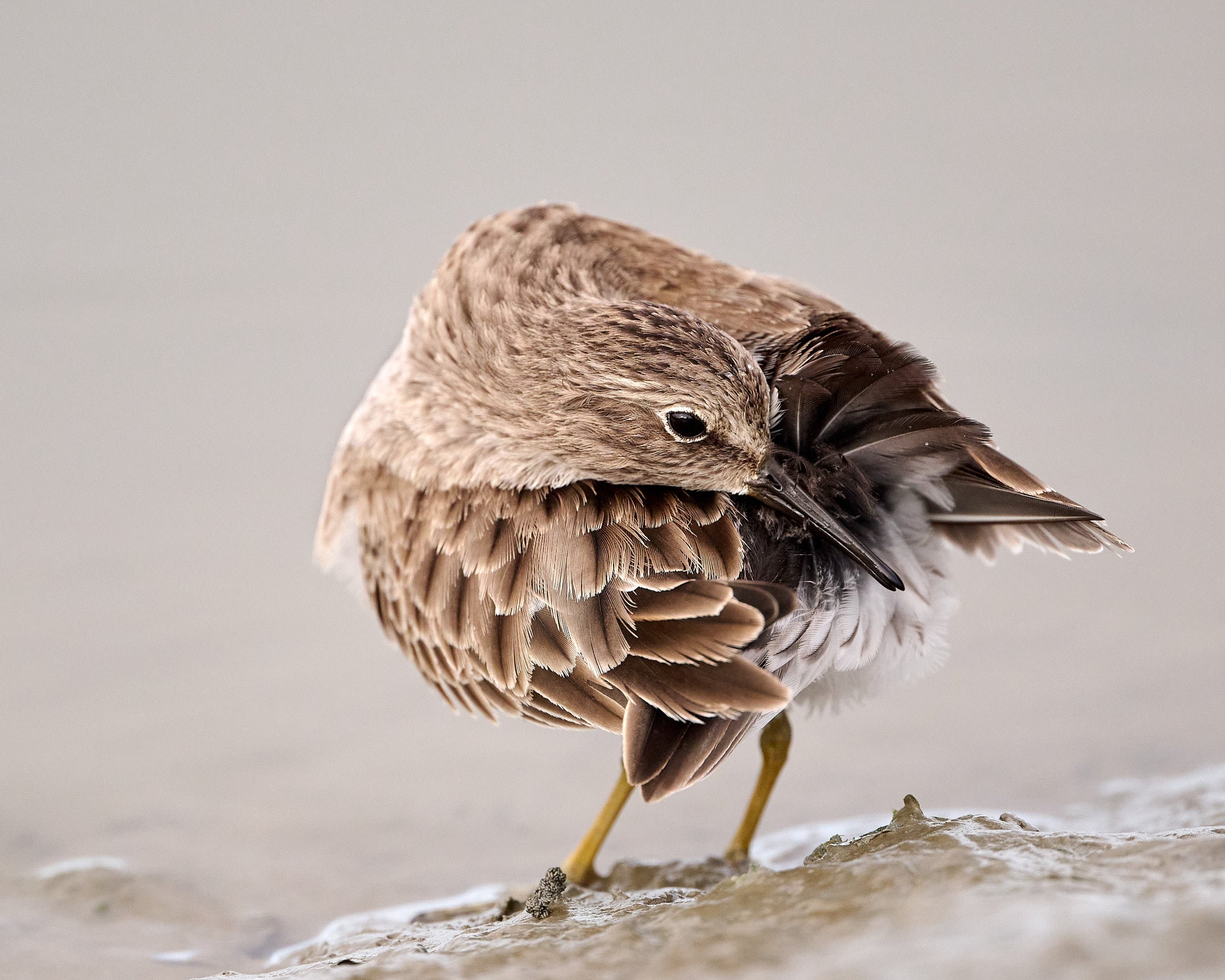 Least Sandpiper