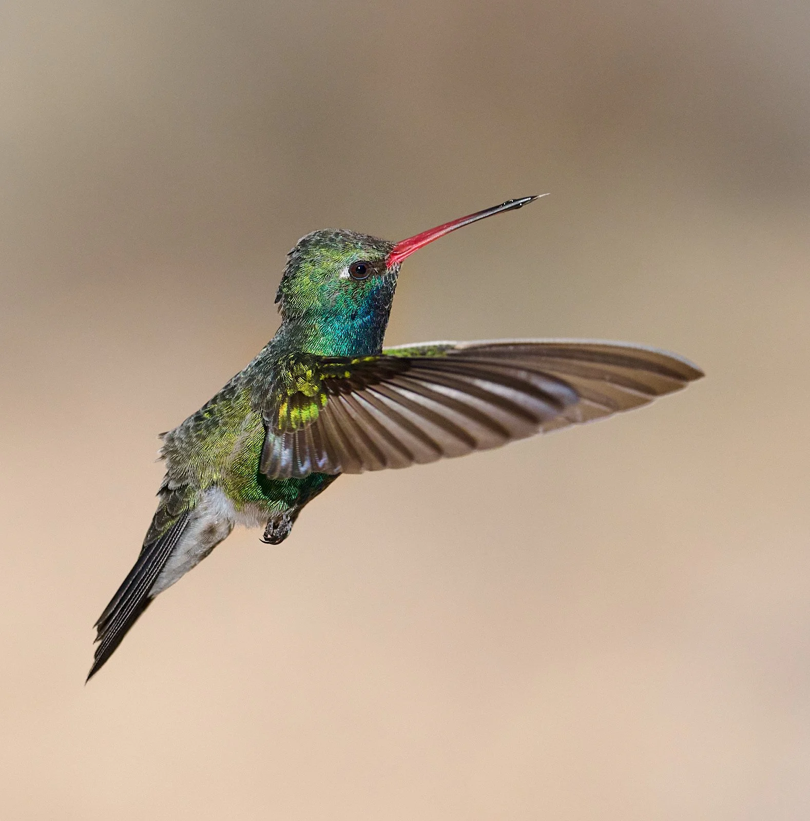 Broad-billed Hummingbird