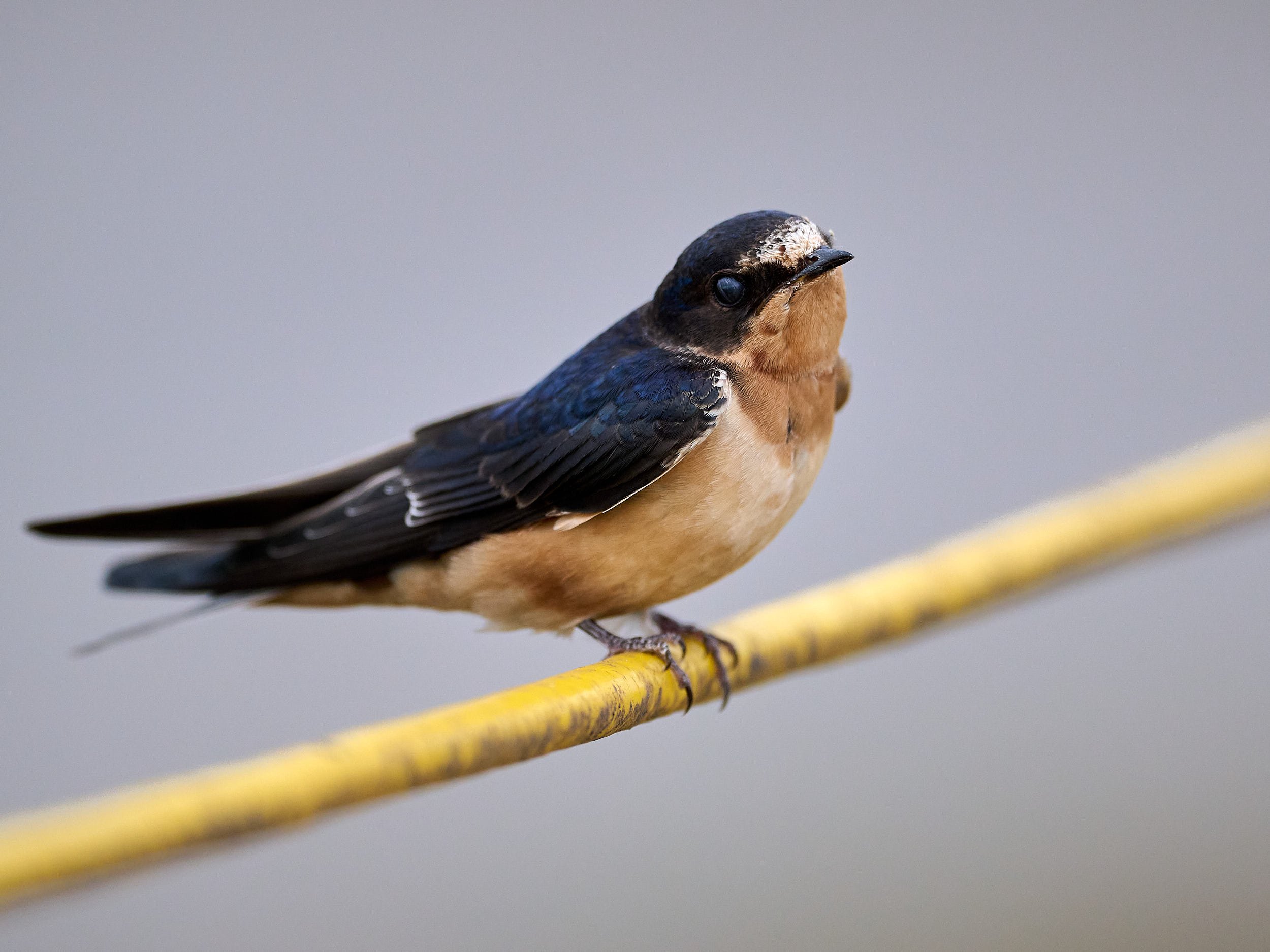 Barn Swallow