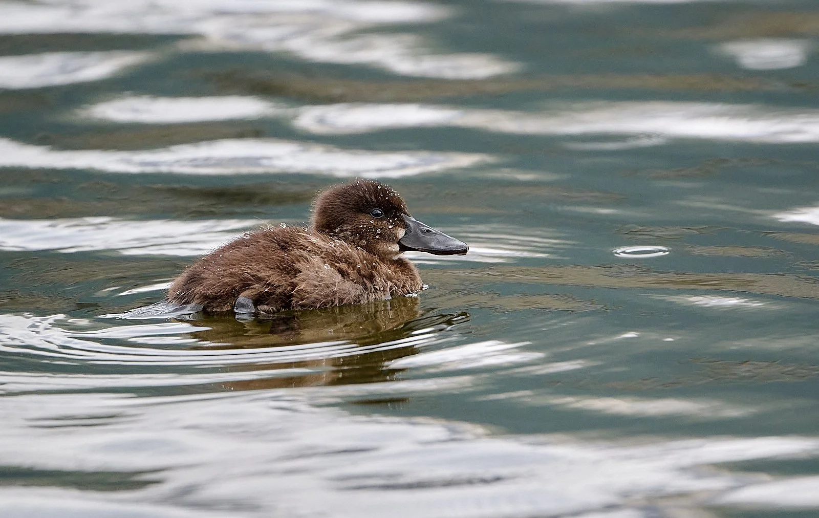 Andean duckling