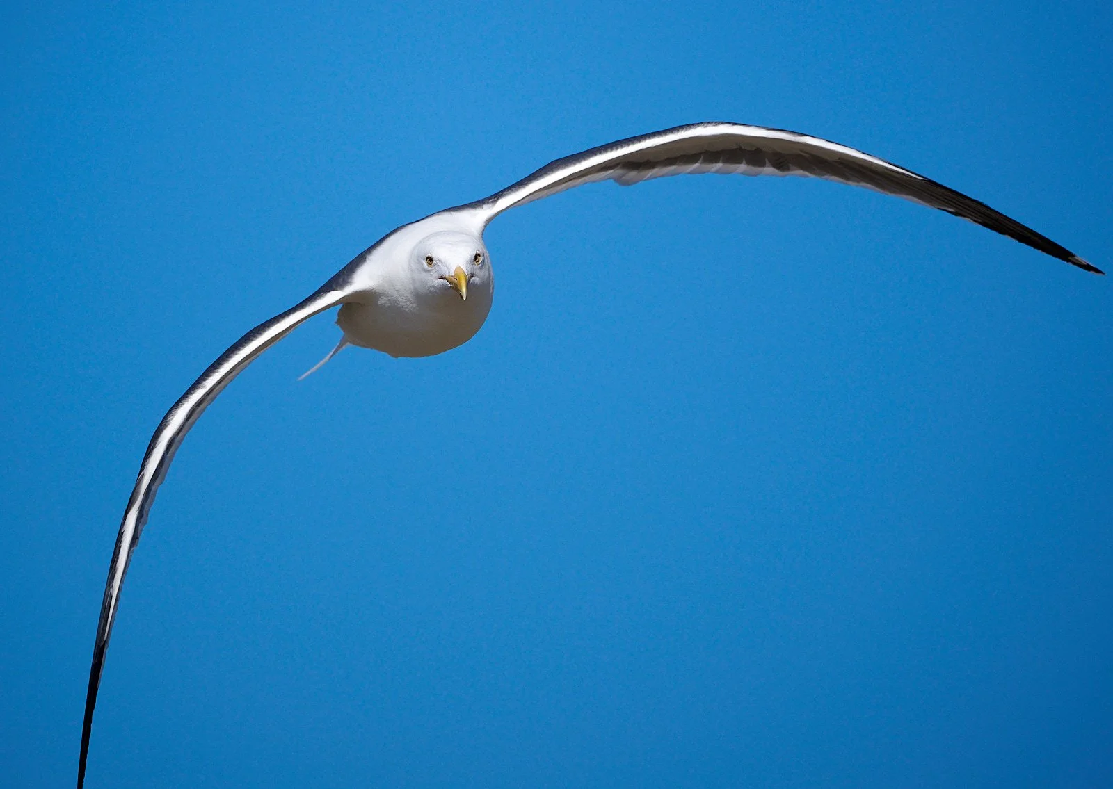 2025-12 poem gull GDW_4844.jpg