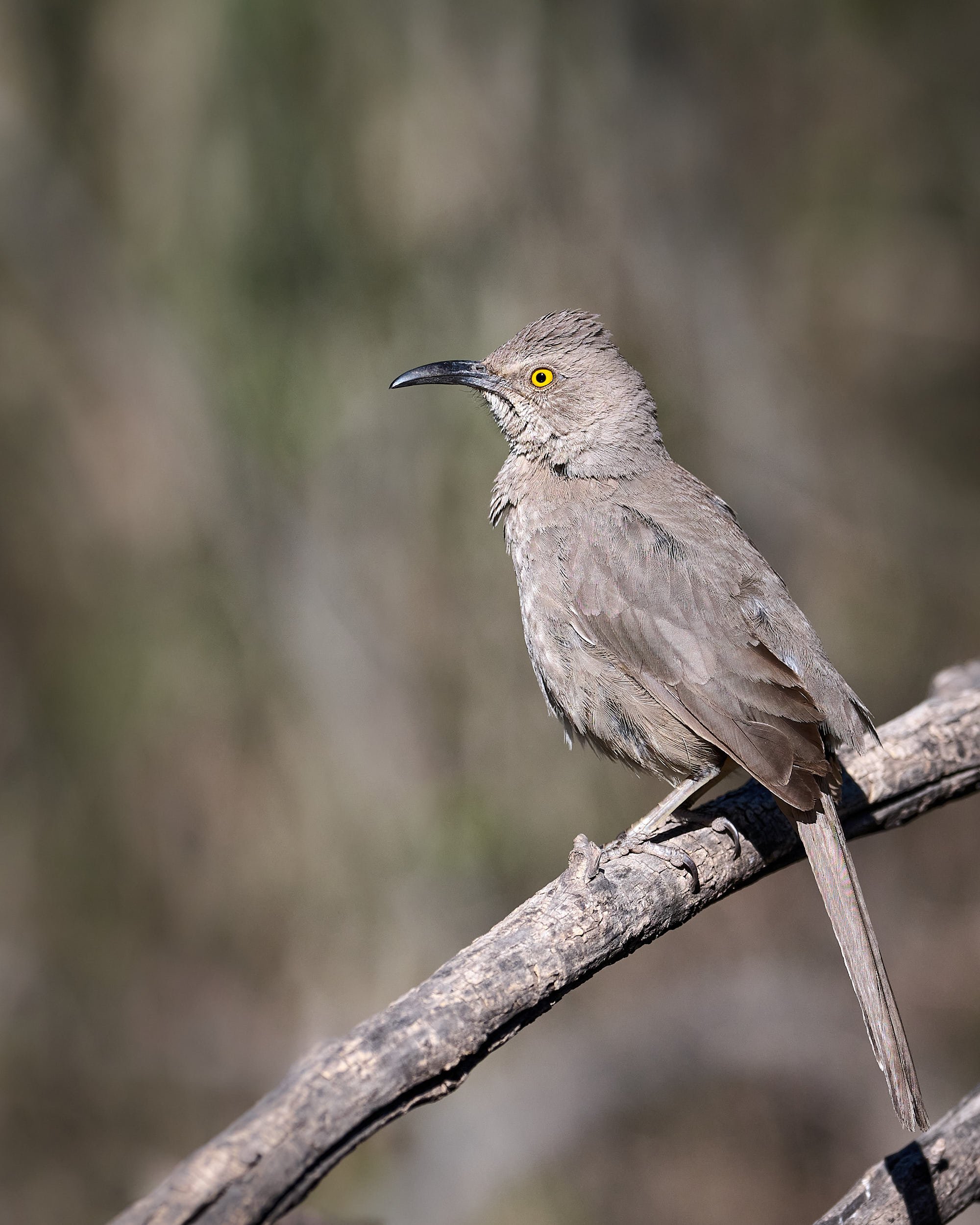 Curve-billed Thrasher