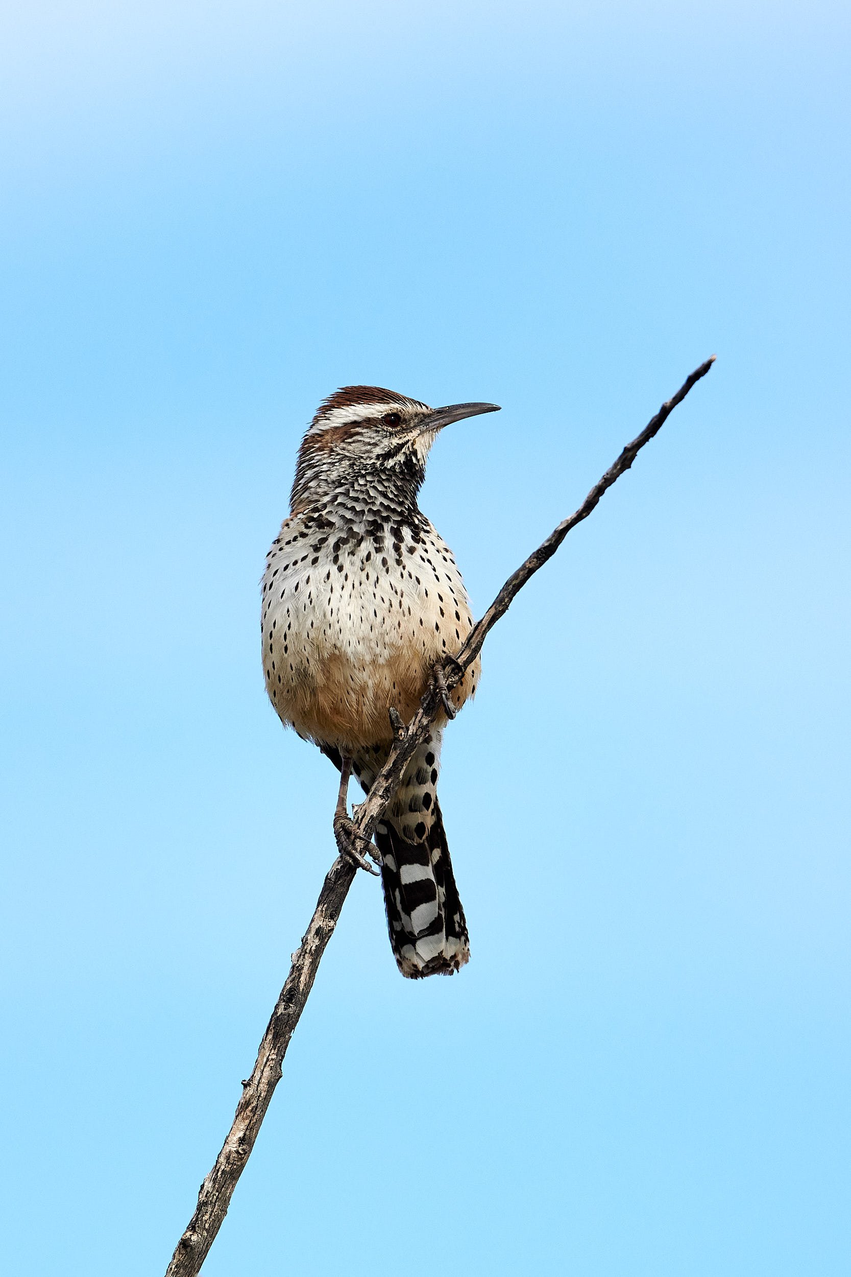 Cactus Wren