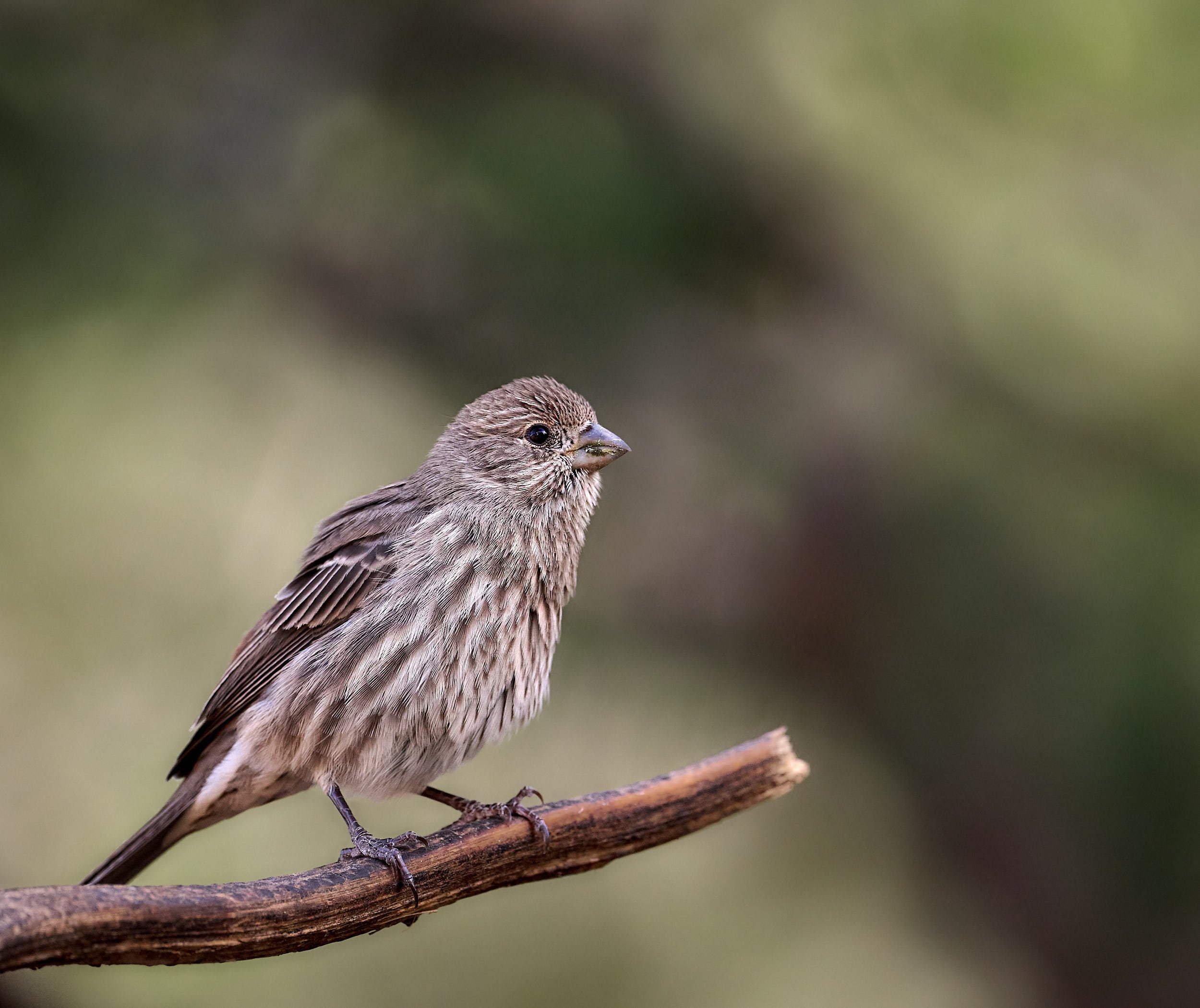 House Finch