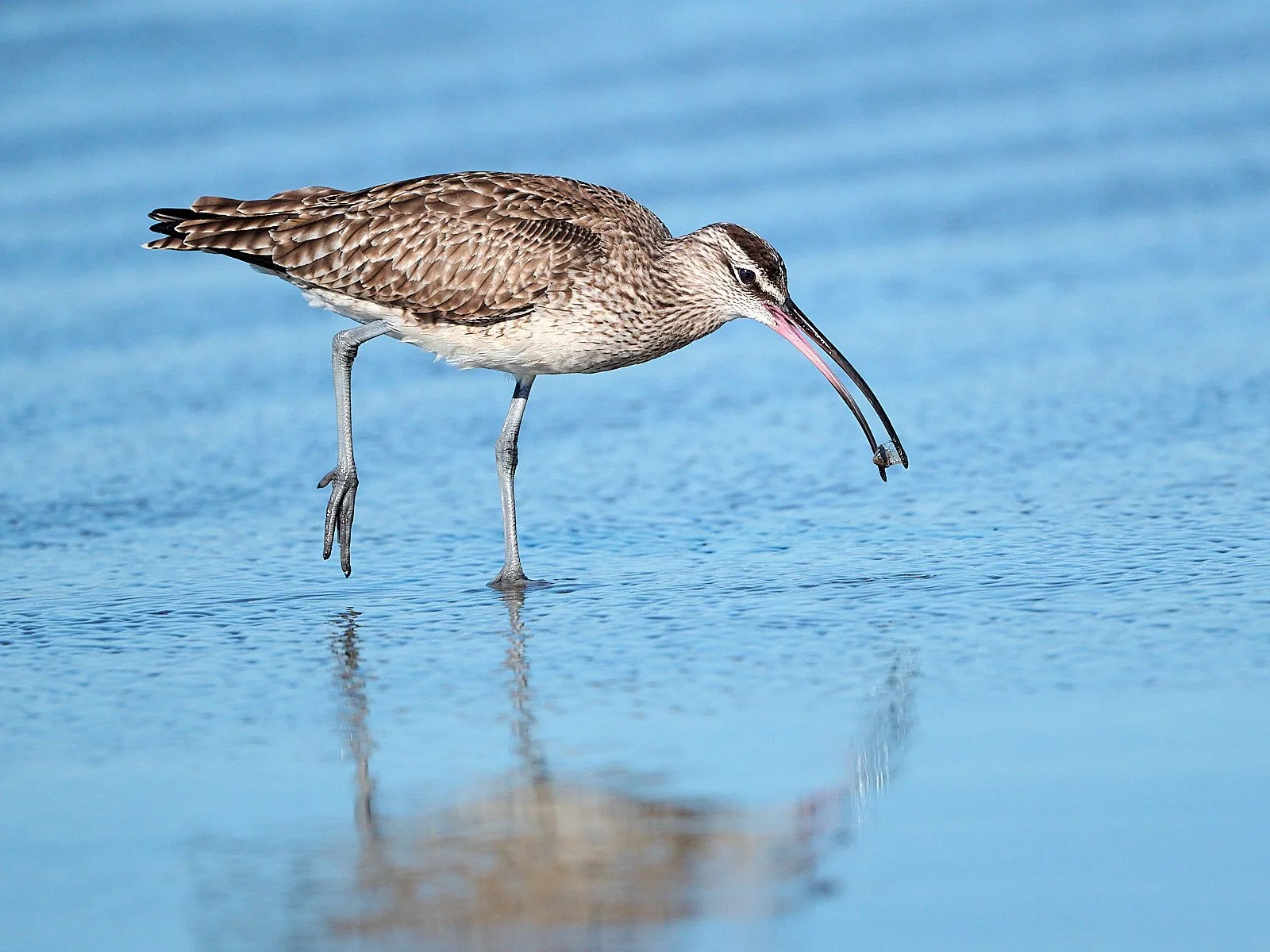 Whimbrel
