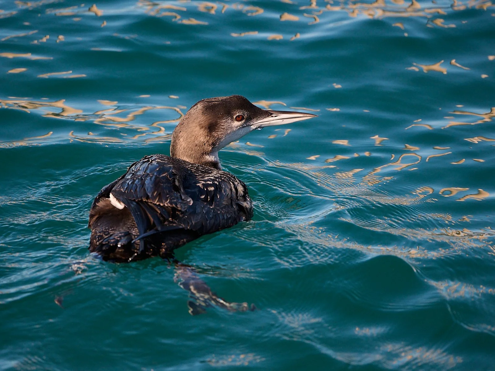 Common Loon