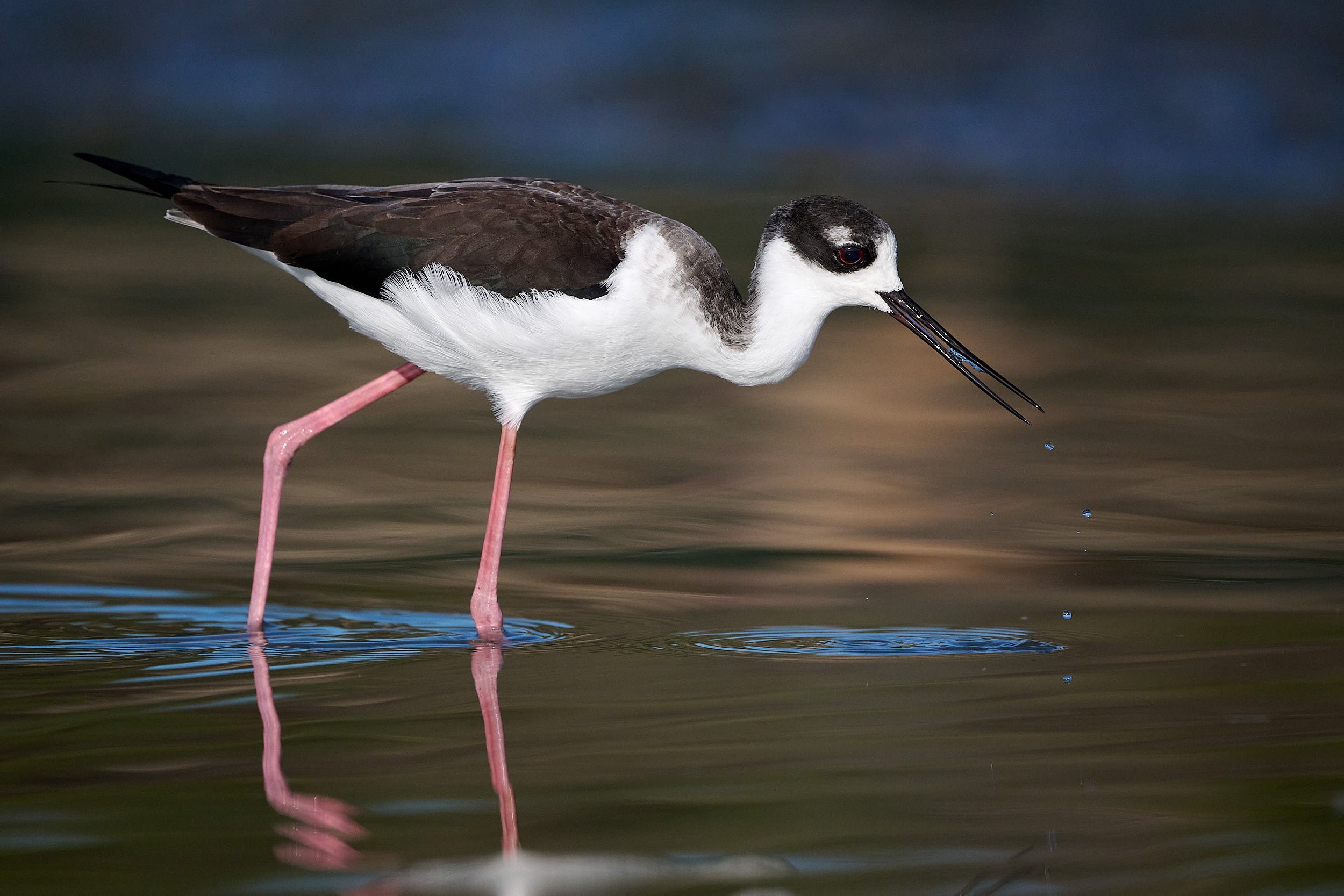 Black-necked Stilt