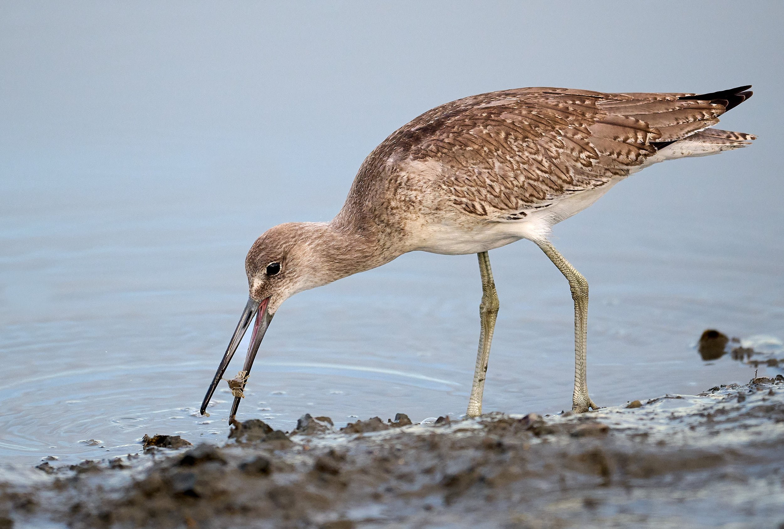 Willet